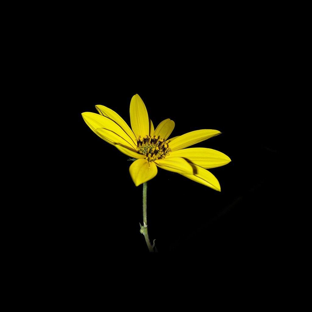 Flower Yellow Nature Art Dark Minimal Simple iPad Air Wallpaper