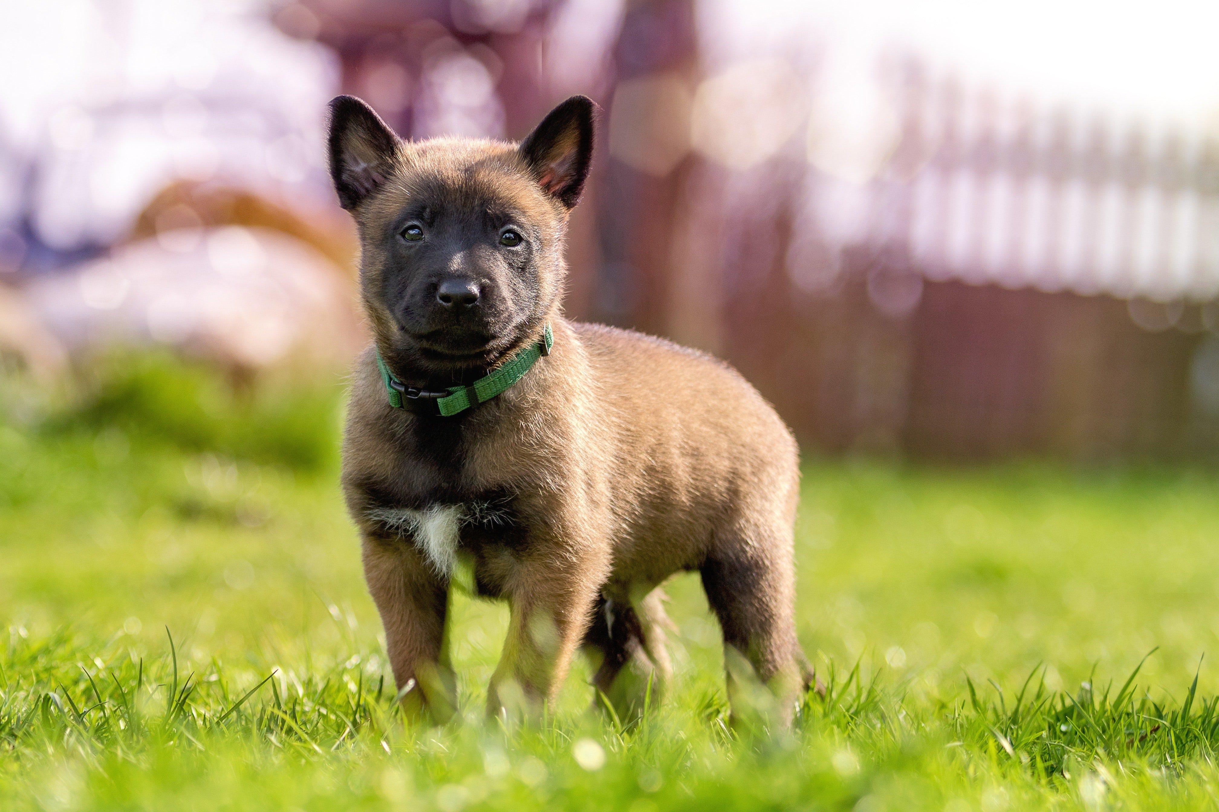 Fawn and Black Belgian Malinois Puppy on Green Grass · Free Stock
