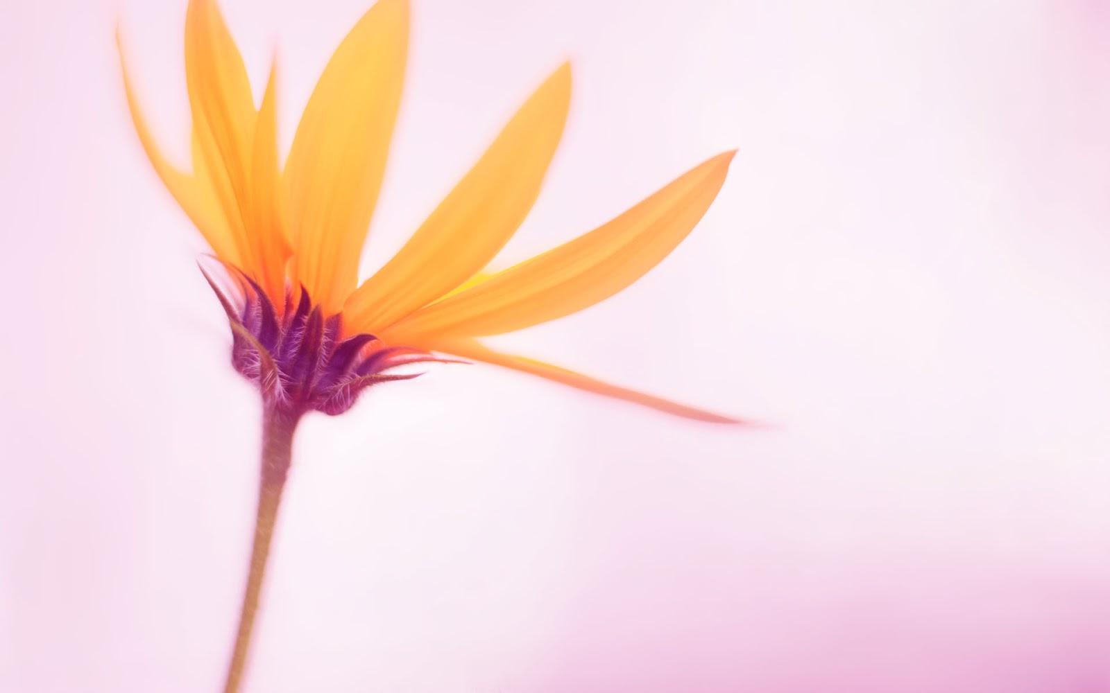 Photo Collection Windows 10 Wallpaper Flower2 Flower