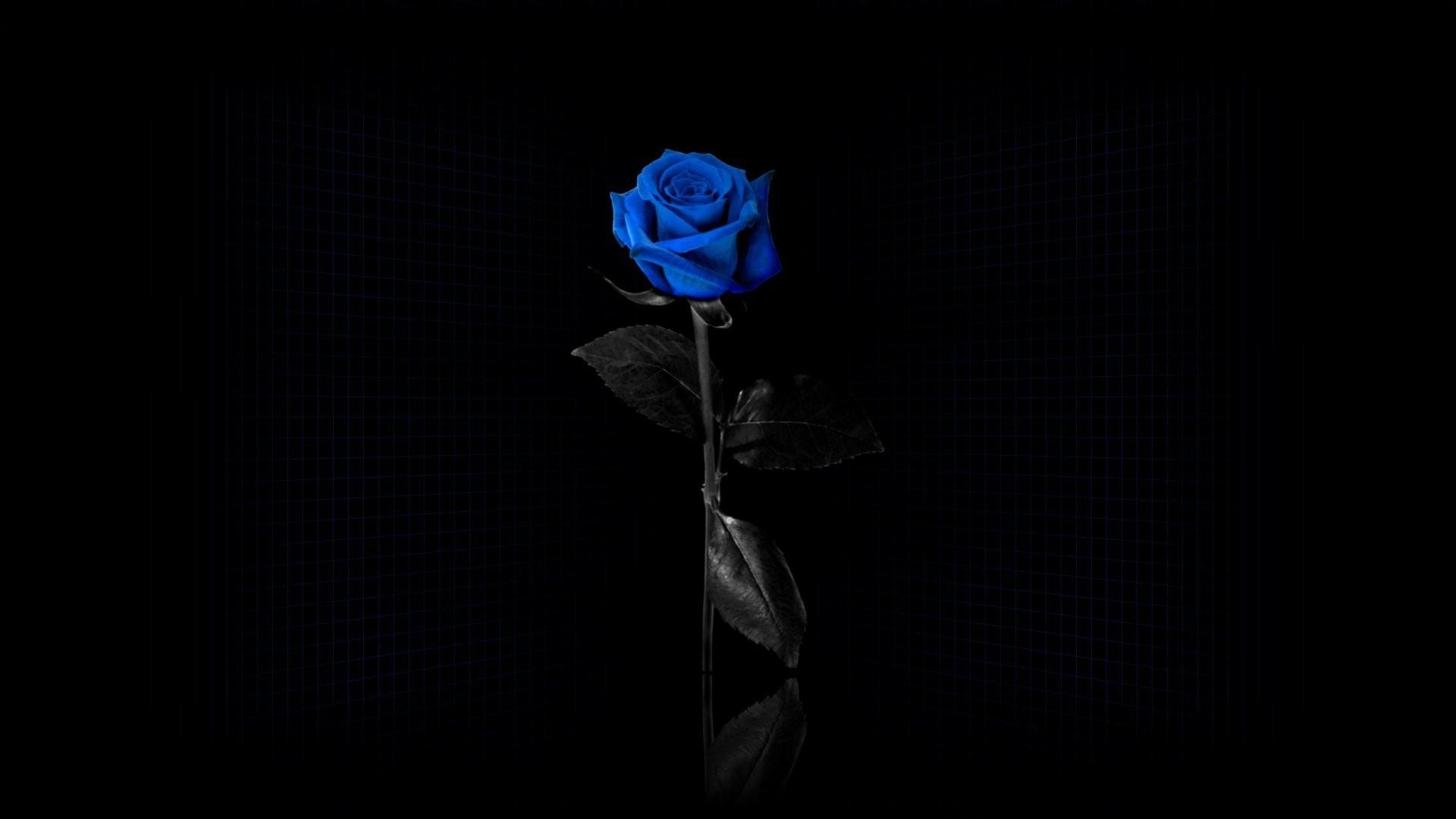 blue Rose, Flowers, Minimalism, Selective Coloring, Simple