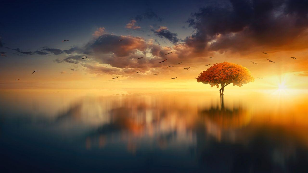 Wallpaper Sunset, Tree, Scenic, Sunrise, Horizon, 4K, Nature