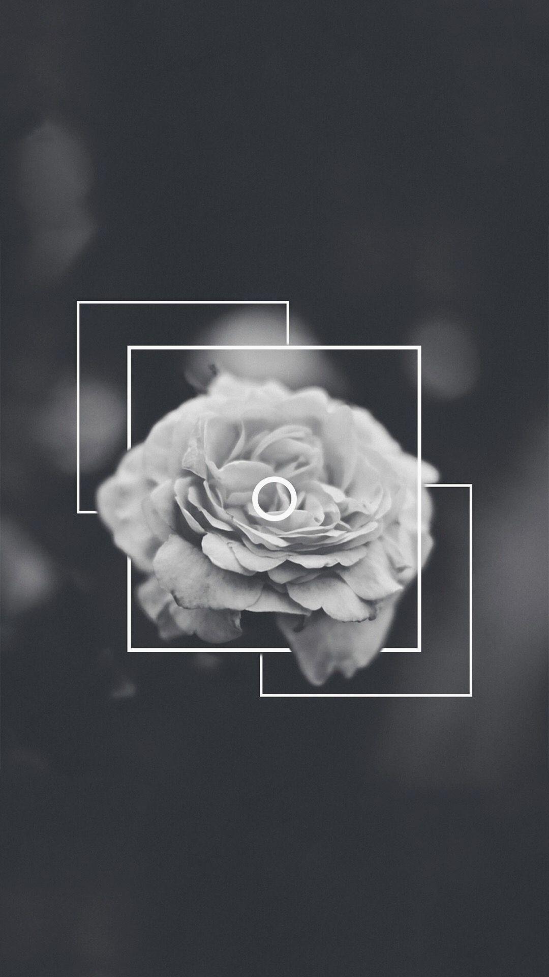 Black And White Rose Aesthetic