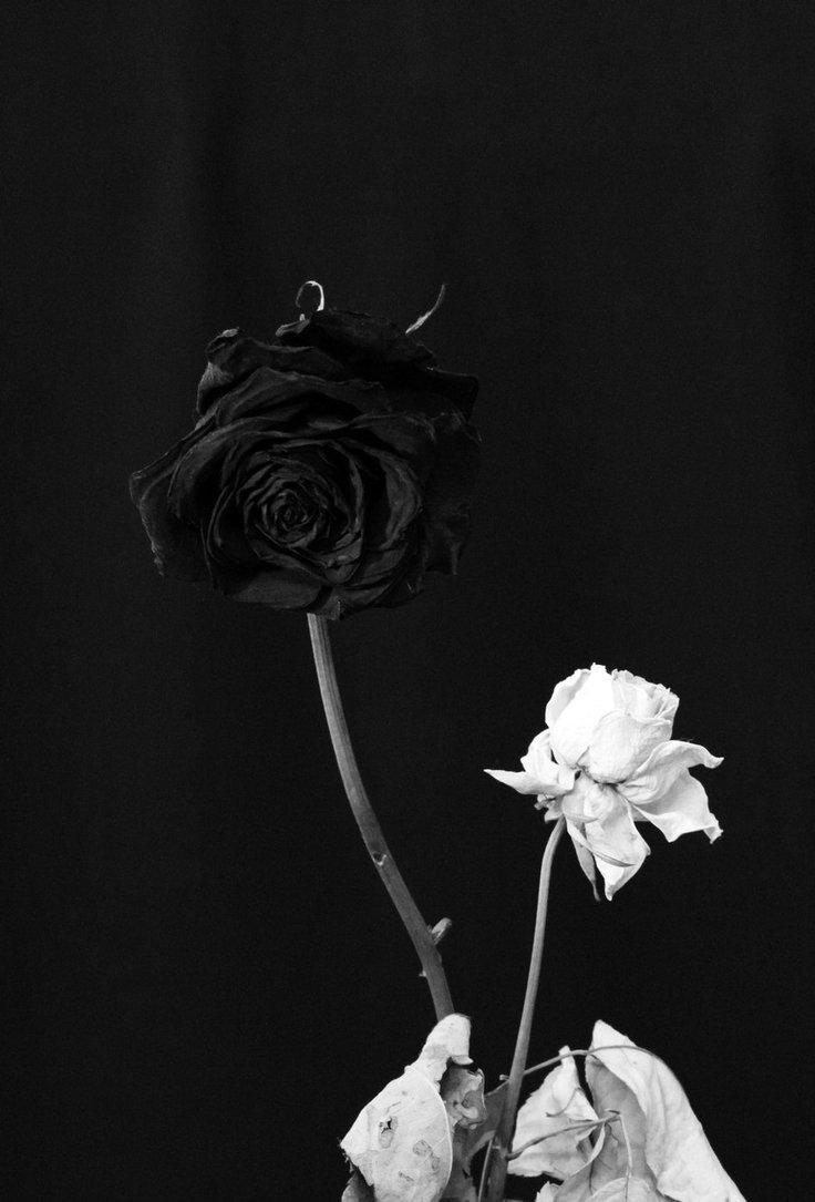 dongetrabi: Black And White Rose Tumblr Image