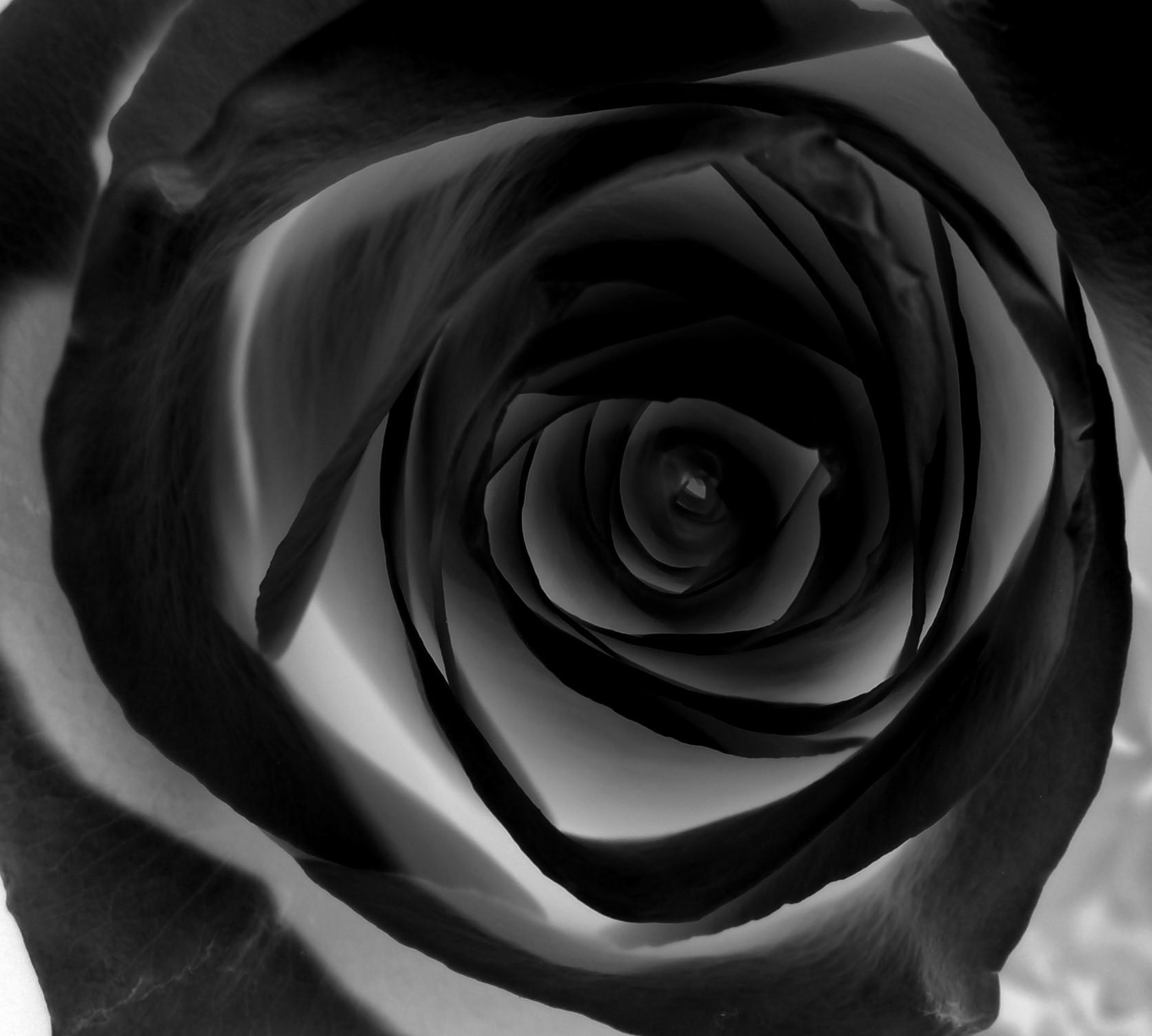 Free single black rose picture
