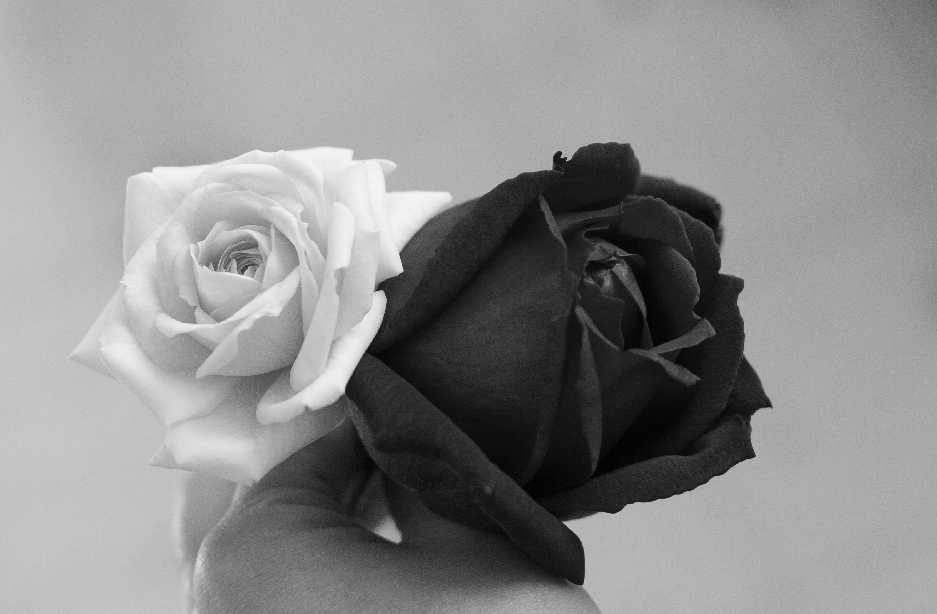 Free Black And White Roses, Download Free Clip Art, Free Clip Art