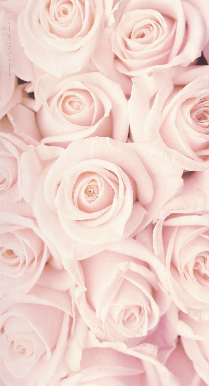 pastlelove. White roses wallpaper