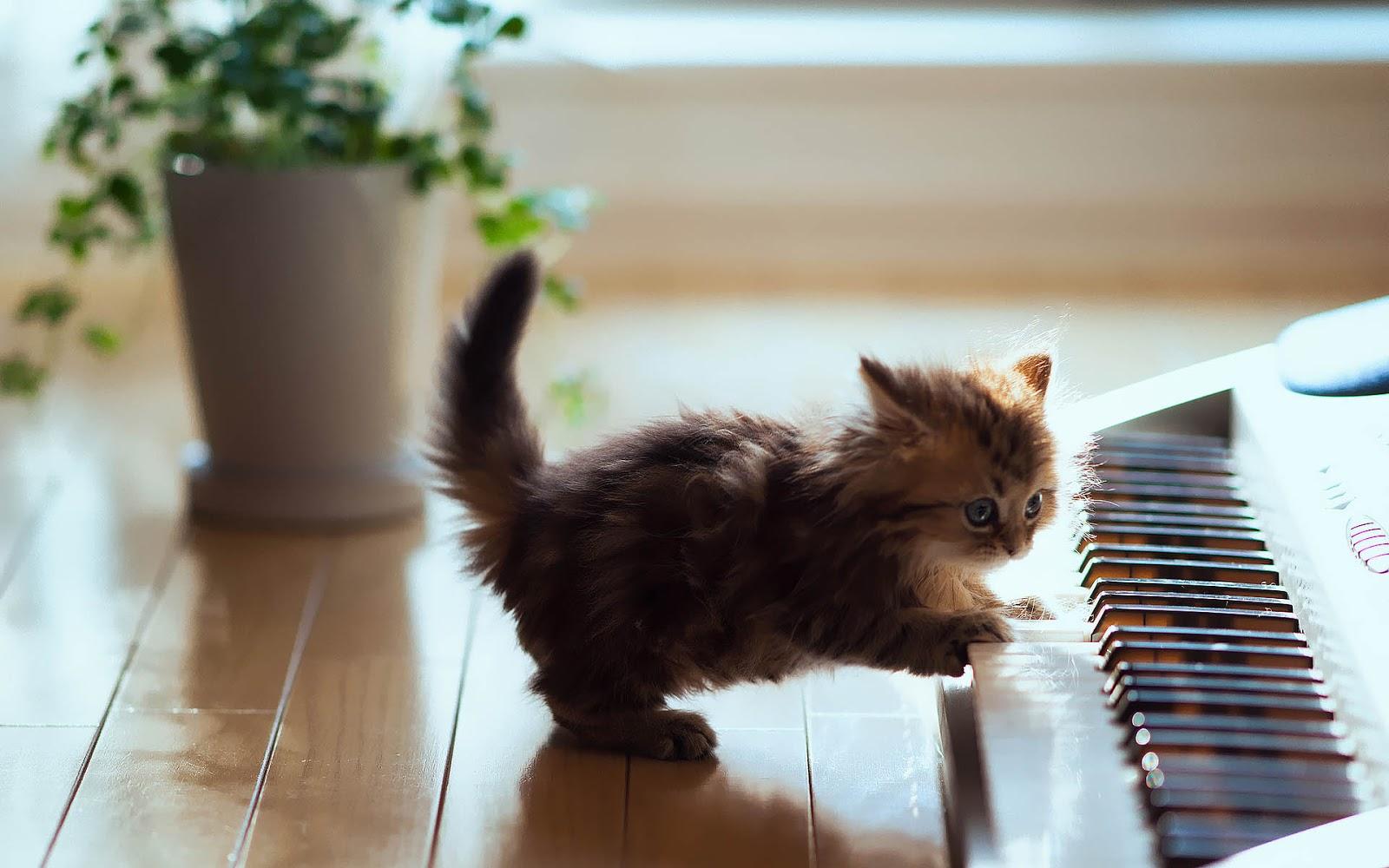 Cute little cat playing piano wallpaper. HD Animals Wallpaper