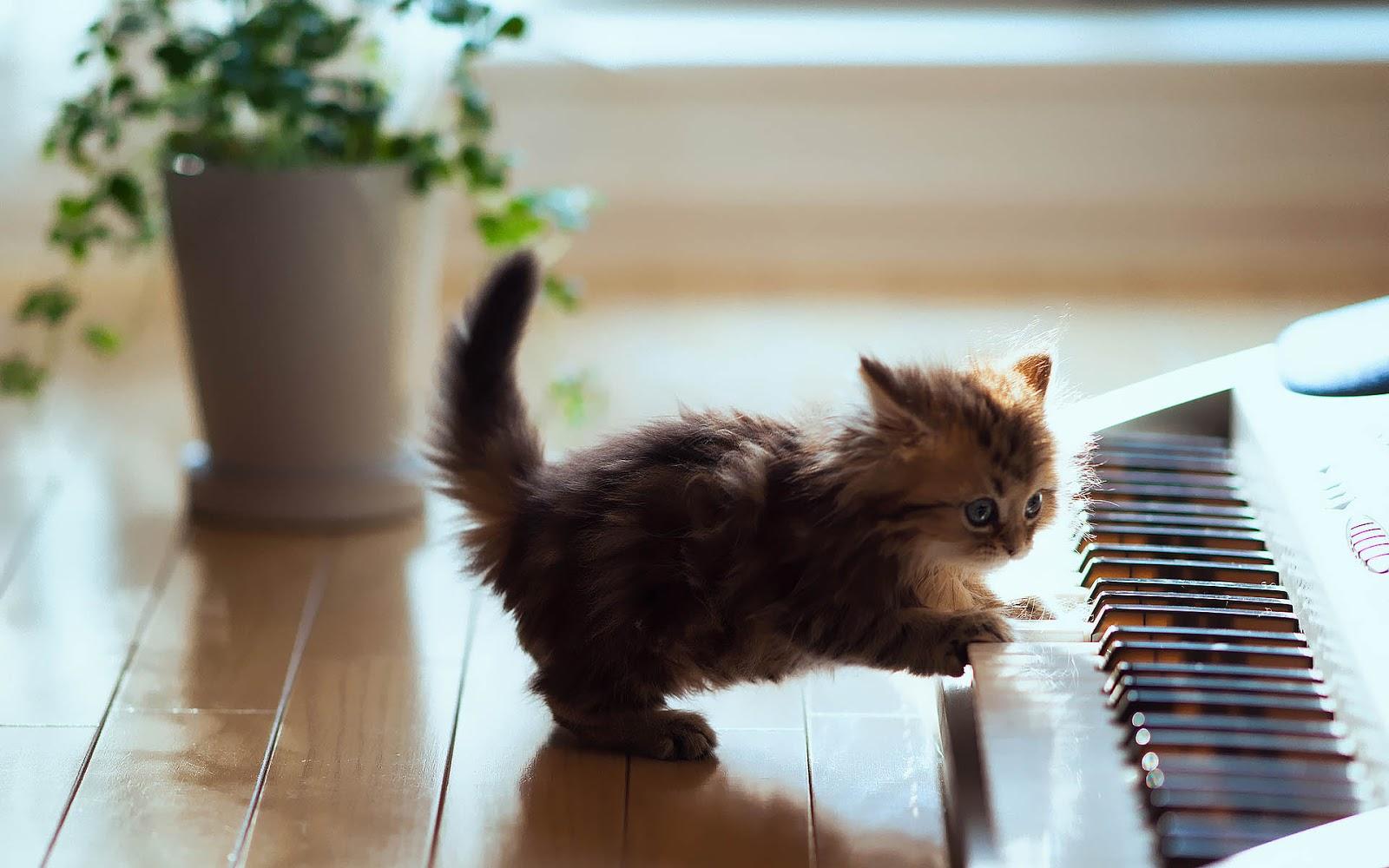 Piano Cat Wallpapers - Wallpaper Cave