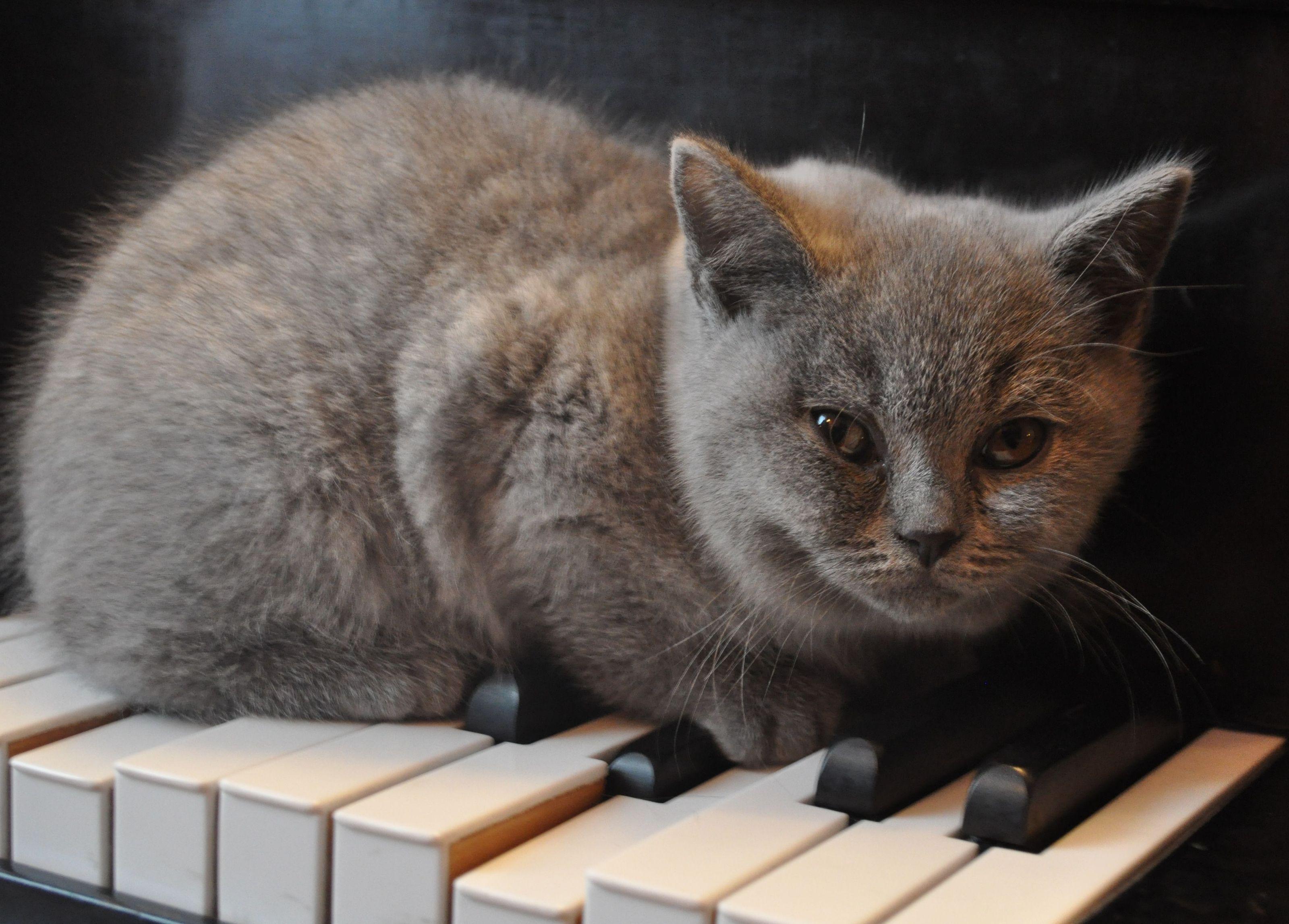 Animal Wallpaper Background Cat Kitty Piano