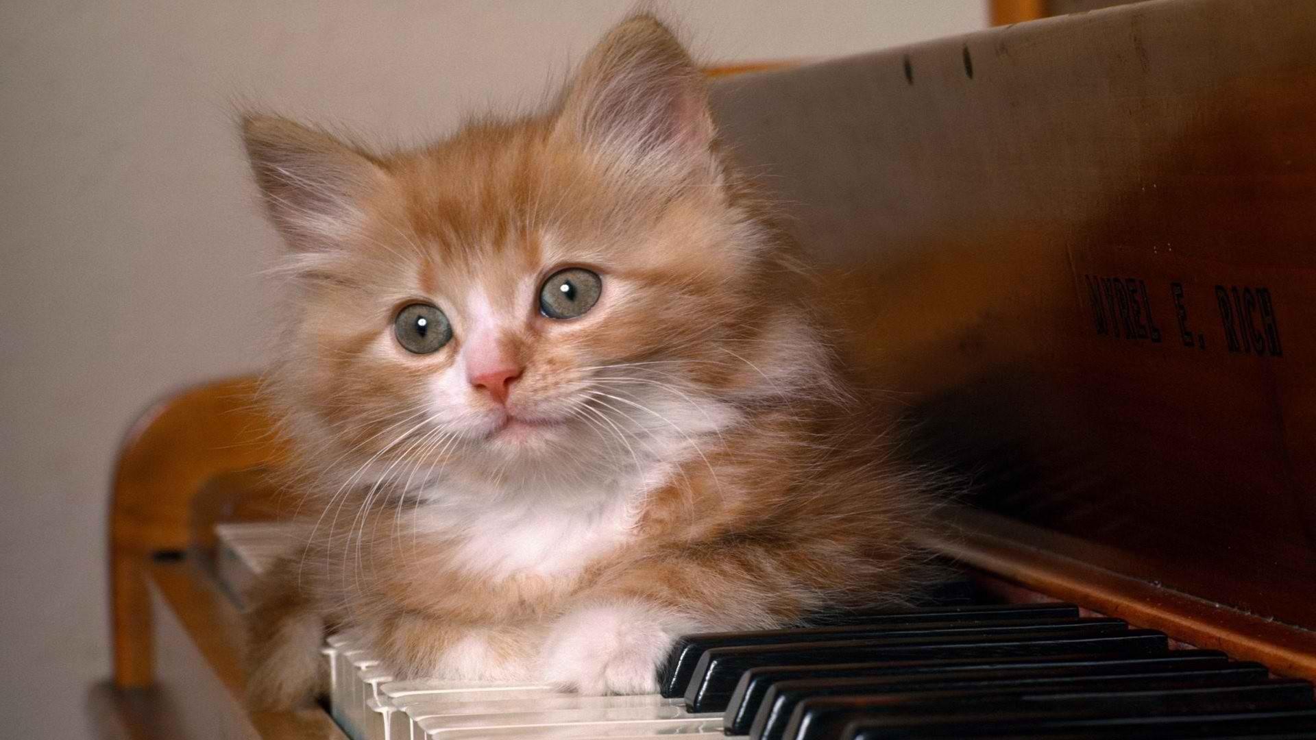 Cat on the keys of the piano wallpaper and image