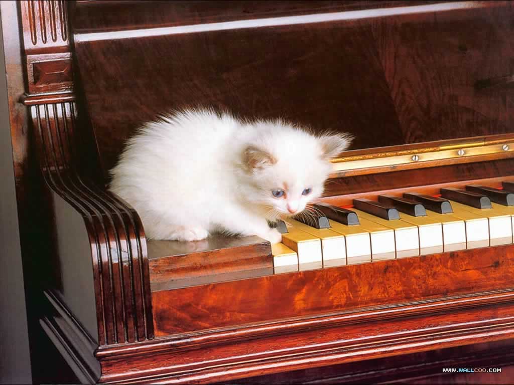 Cat Playing Piano Background Wallpaper 19245