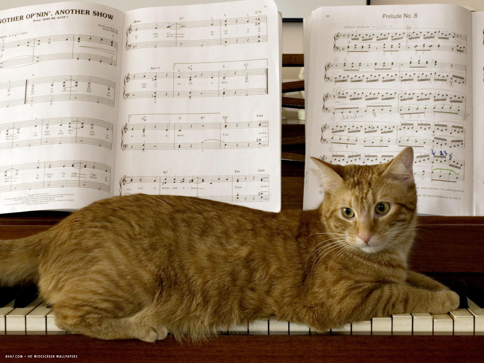 family cat rests on a piano keyboard beneath sheet music