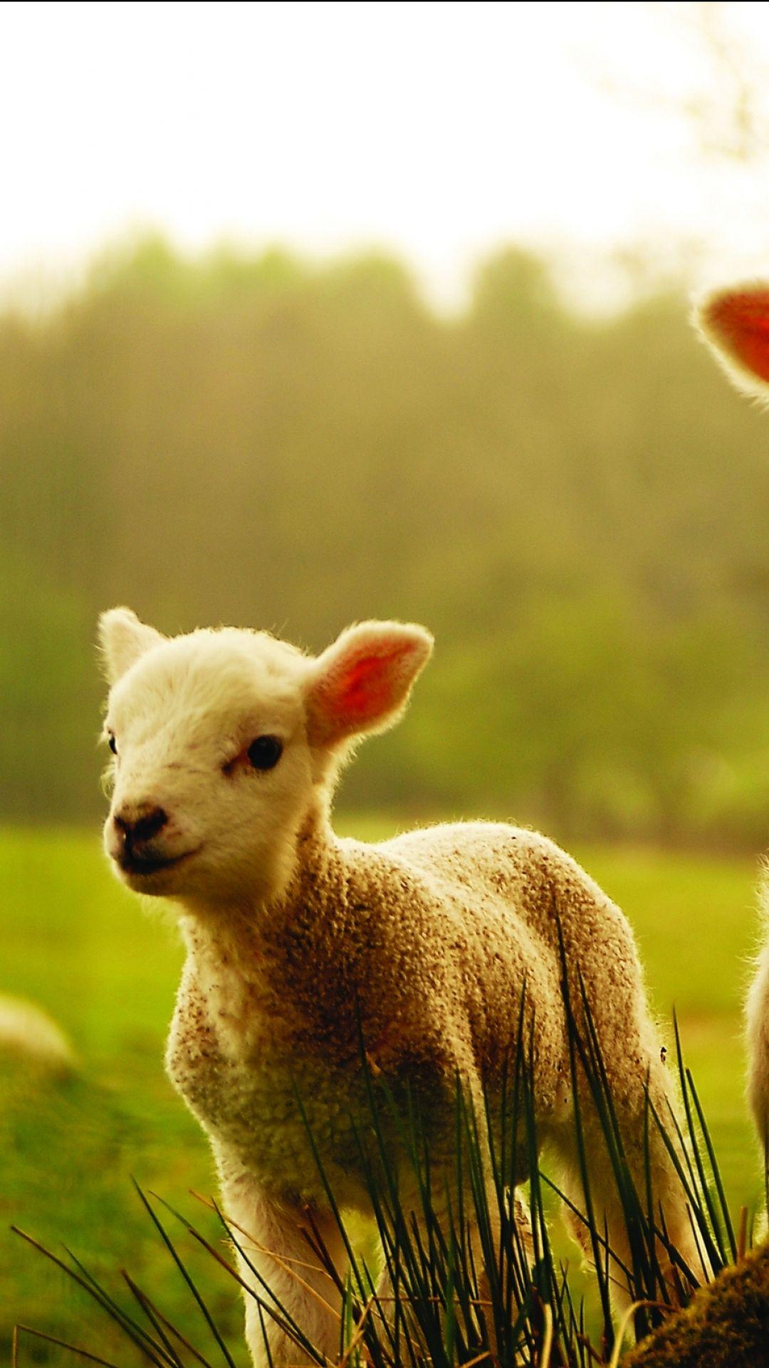 Animal Sheep (1080x1920) Mobile Wallpaper. Animals, Baby lamb