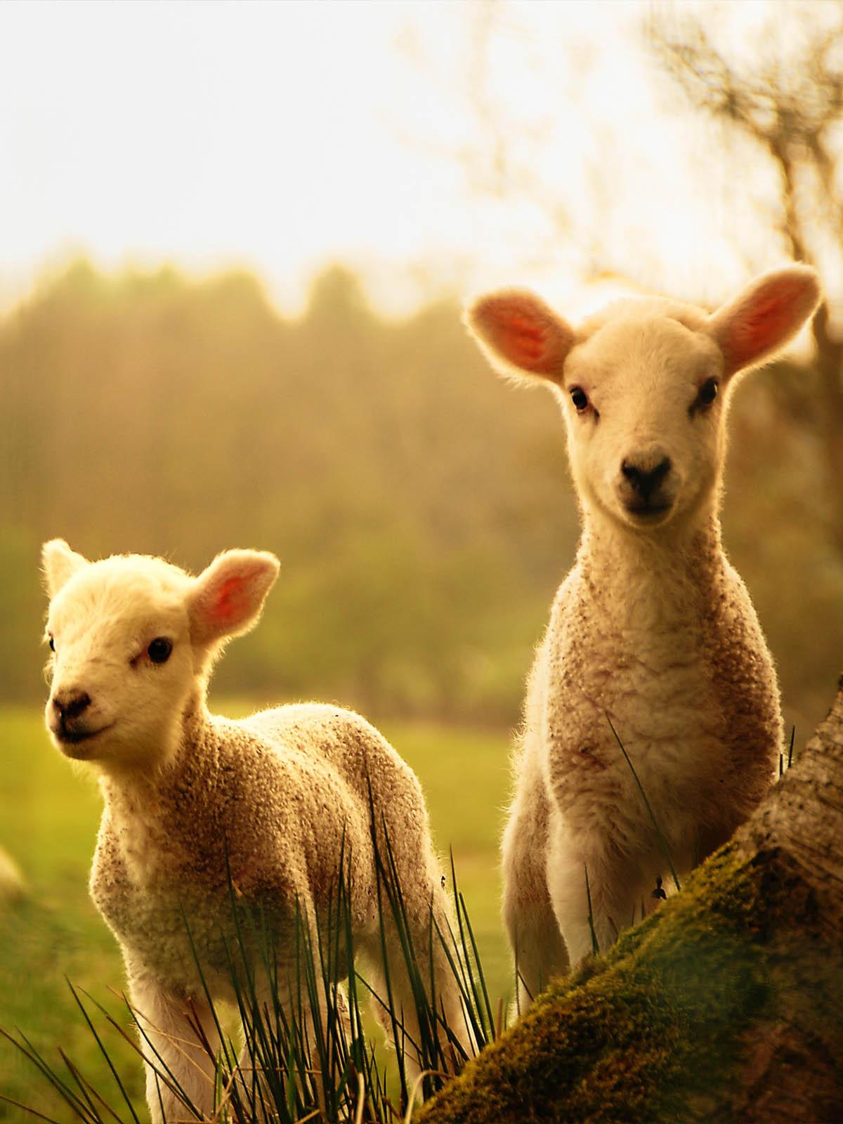 Adorable Baby Sheep Free 4K Ultra HD Mobile Wallpaper
