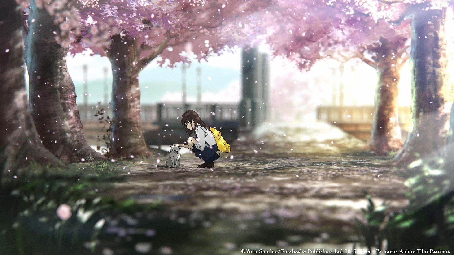 anime-i-want-to-eat-your-pancreas-sakura-hd-wallpapers-wallpaper-cave