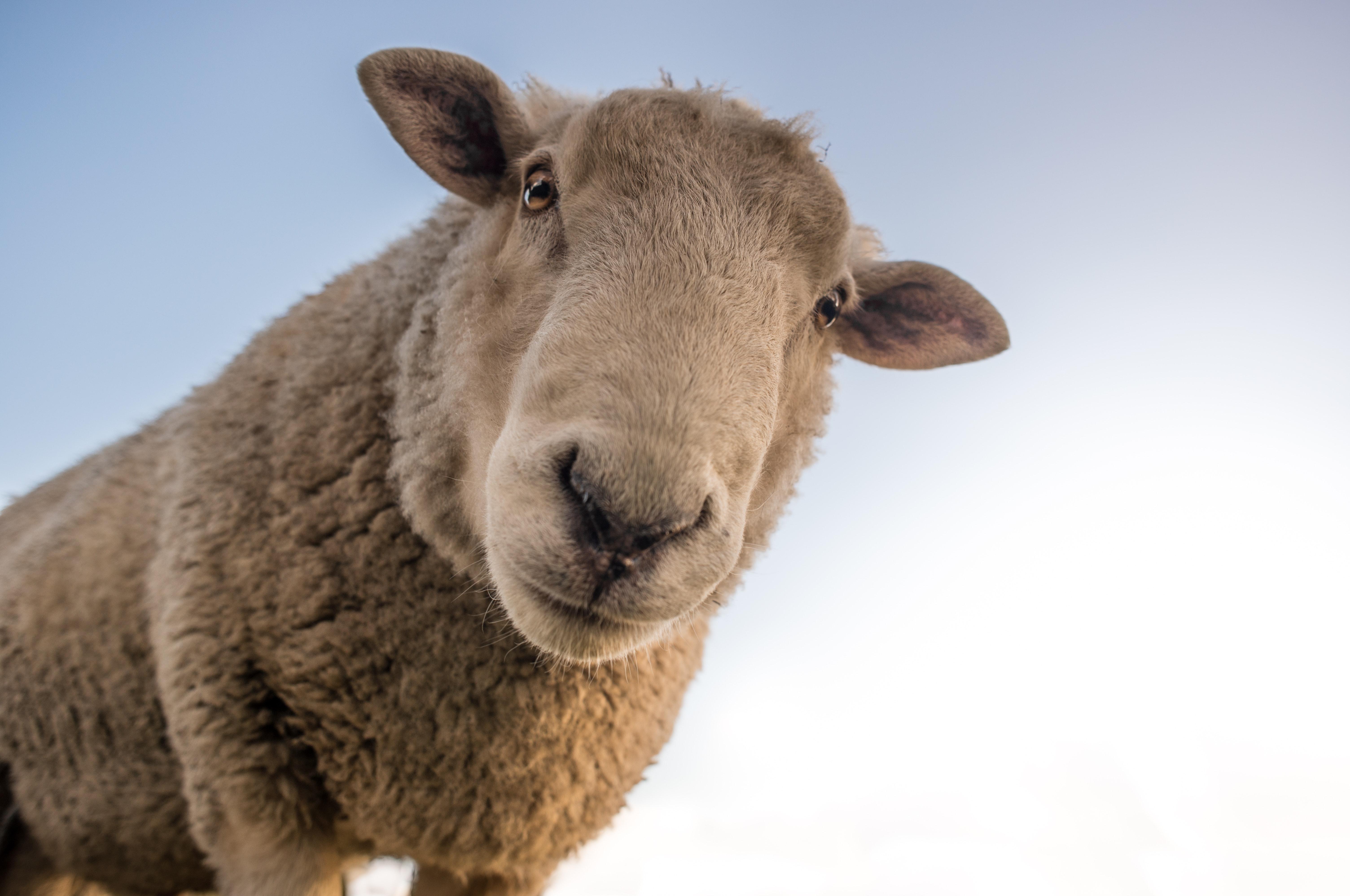Focus Photo of Brown Sheep Under Blue Sky · Free