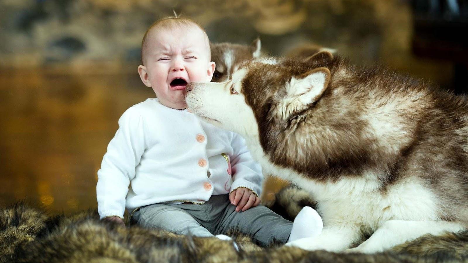 Dog Playing With Crying Babyboy Crying With Dog, HD