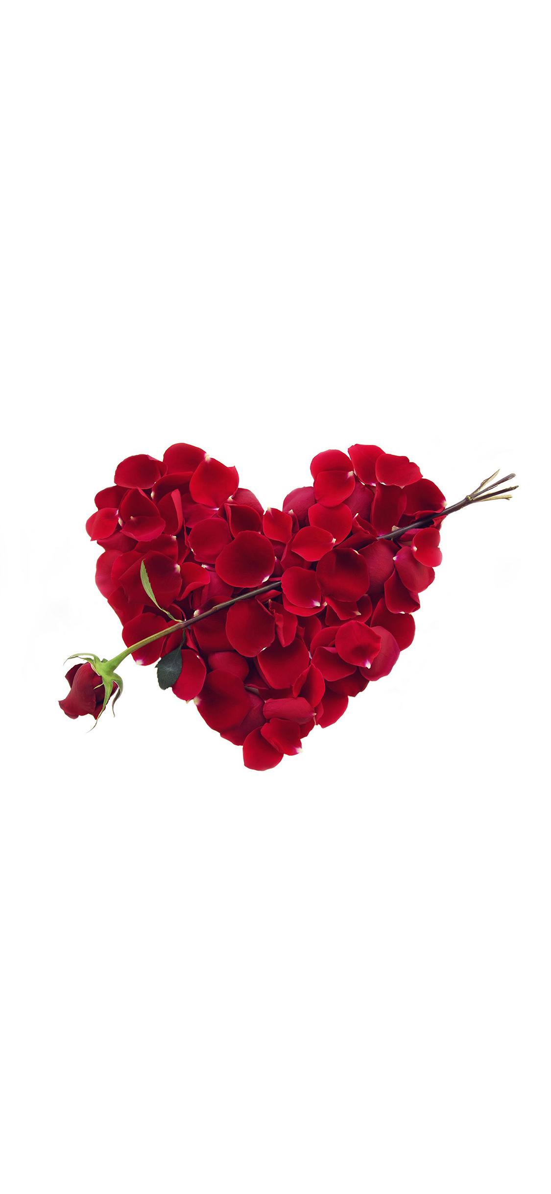 rose love valentine minimal red