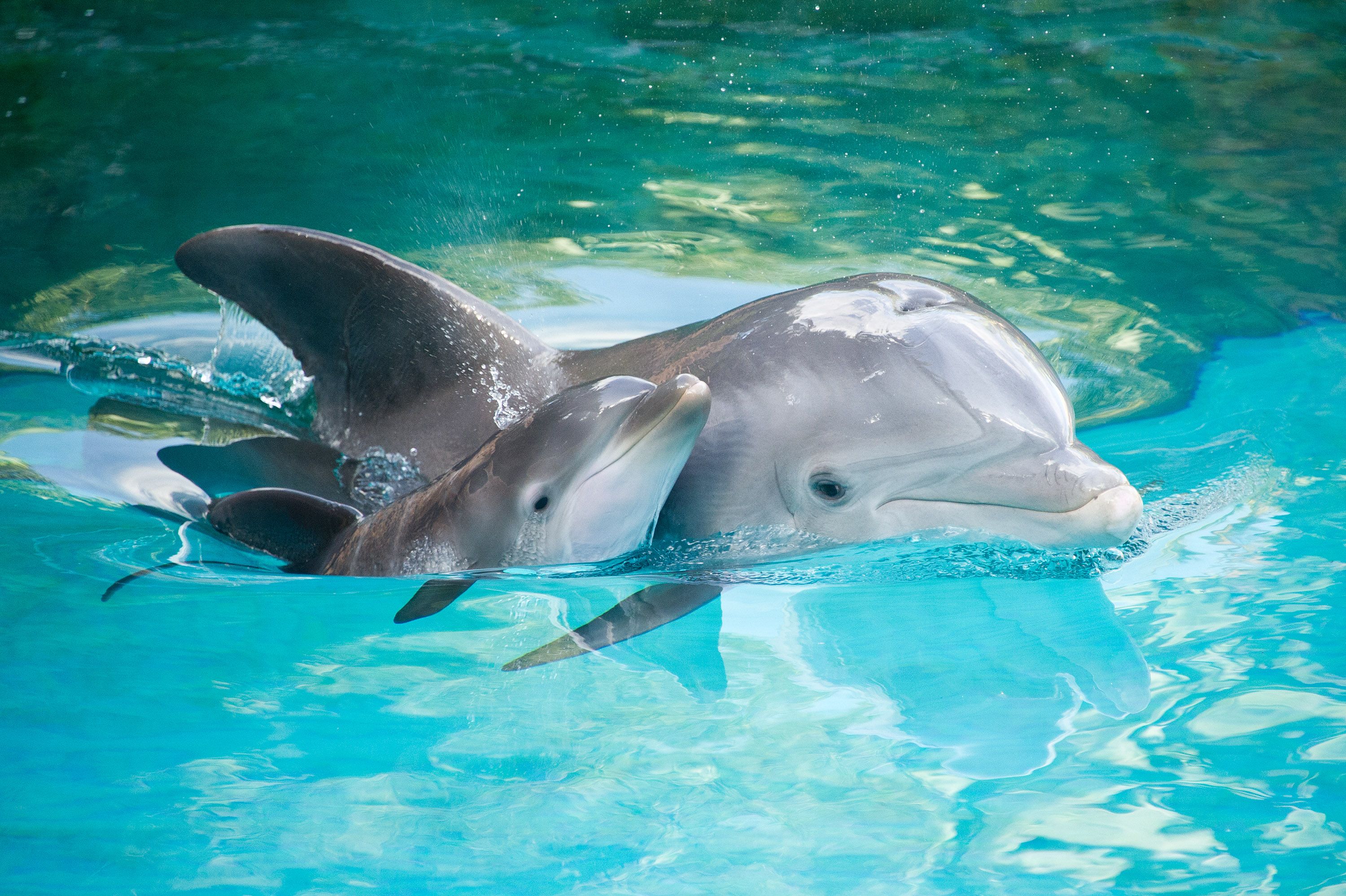 Baby Dolphin Wallpapers.