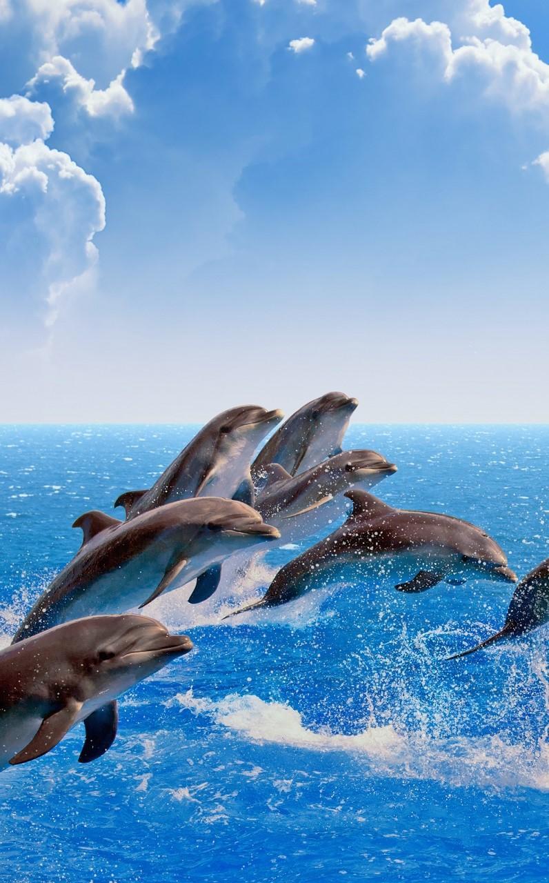 Dolphins Wallpaper For Pc Tablet And Mobile Download 1920x1200   Wallpapers13com