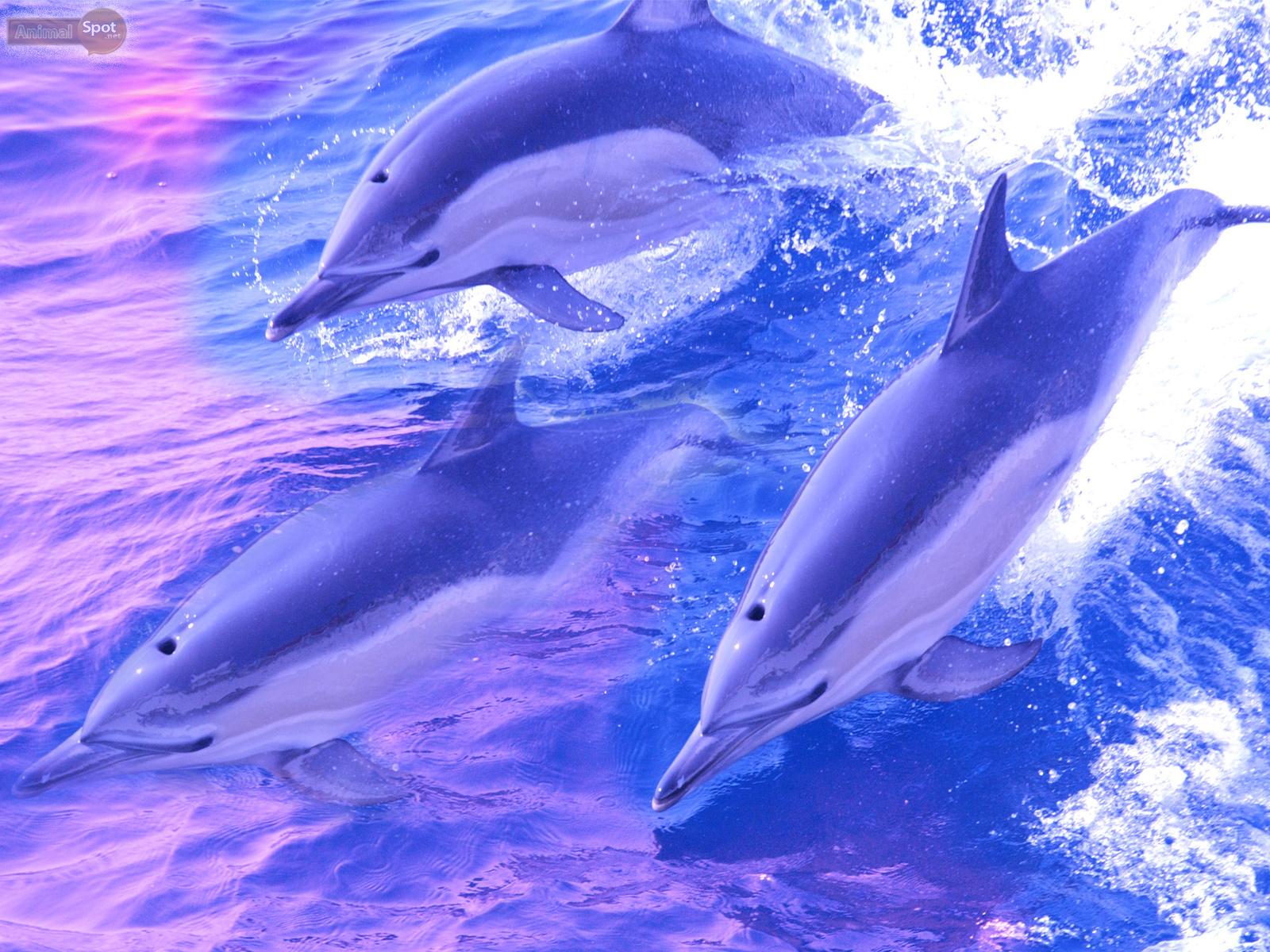 Dolphin Background. Rainbow Dolphin