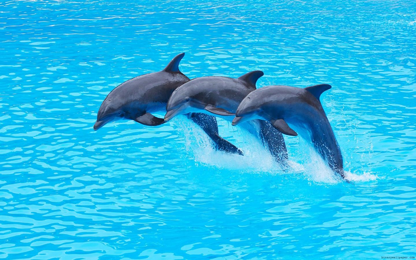 Free download Dolphin Background Wallpaper WIN10 THEMES 1440x900