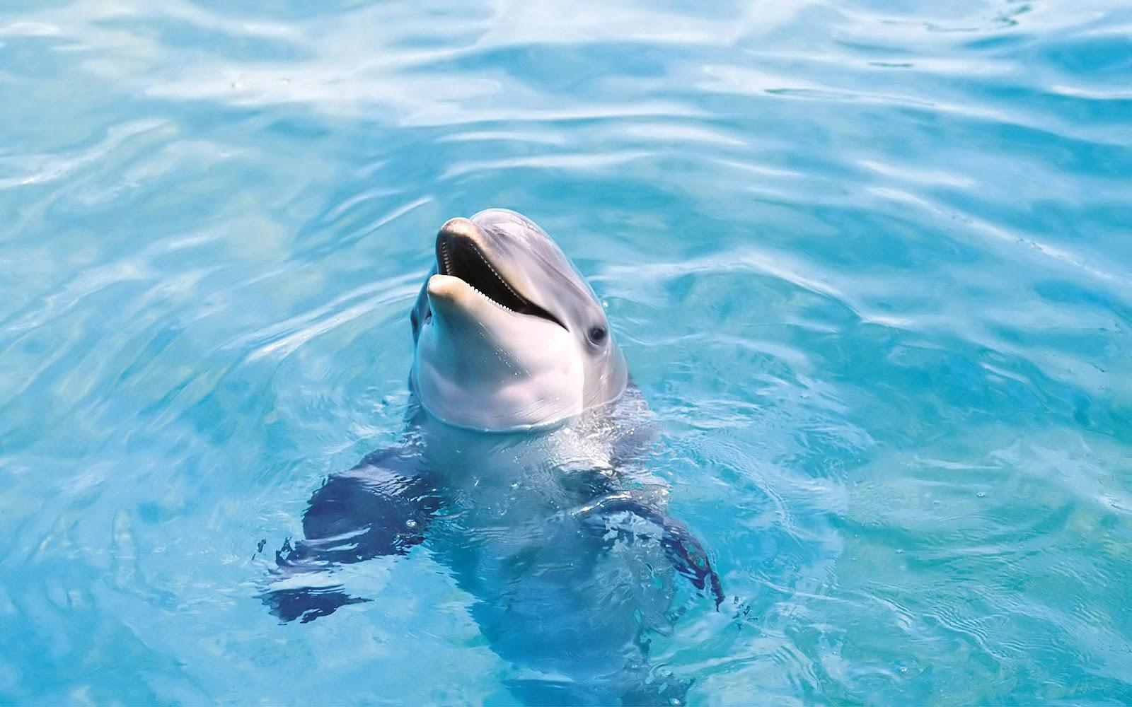 Dolphin with head out of the water. HD Animals Wallpaper