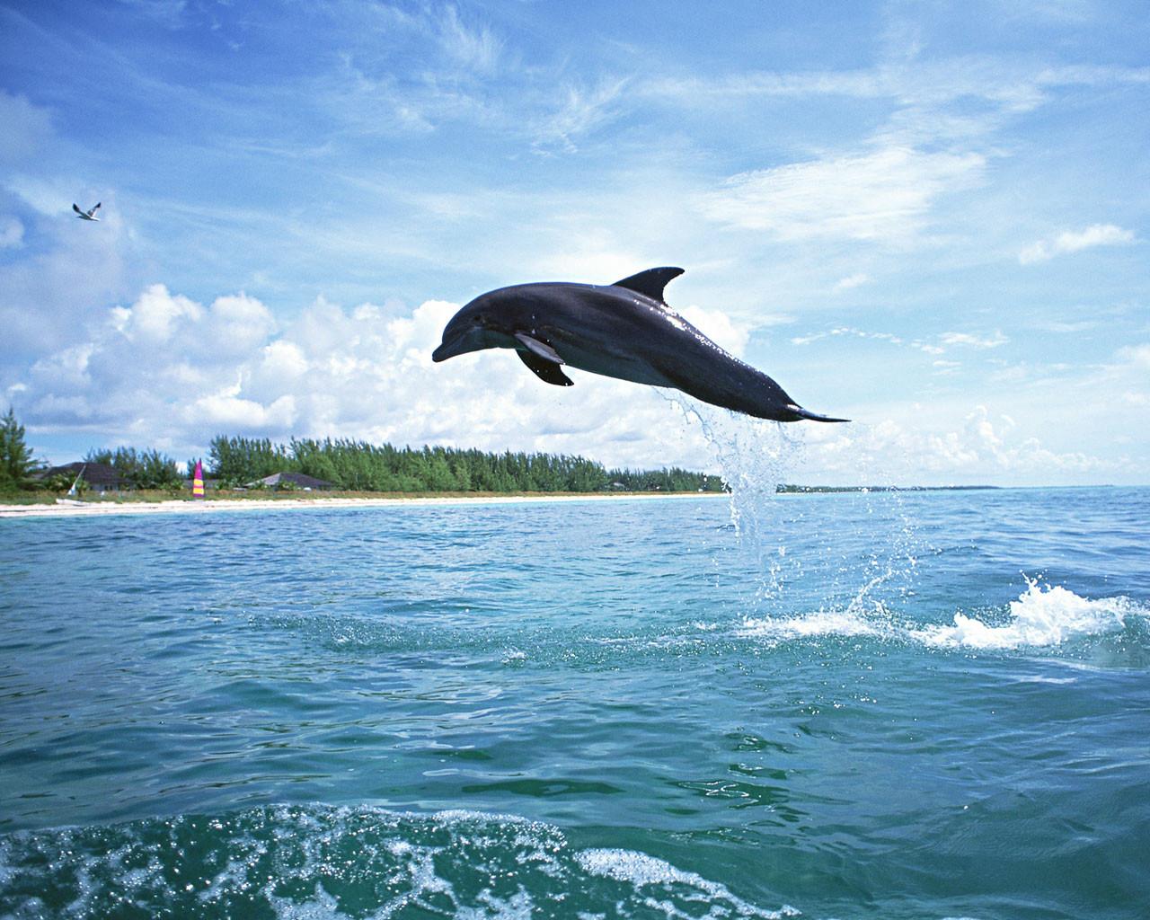 Desktop is cool, 30 fresh dolphins wallpaper