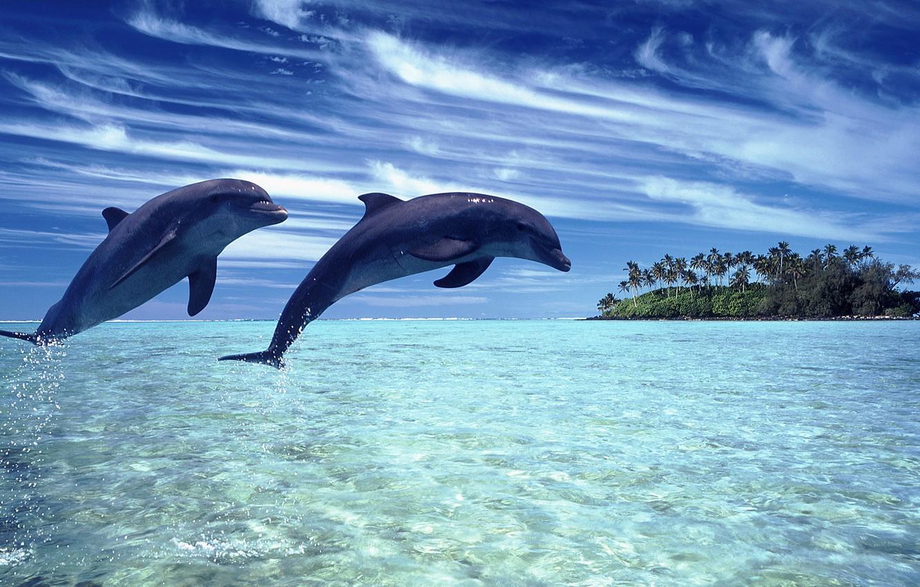 Wallpaper sea, the sky, landscape, nature, dolphins image