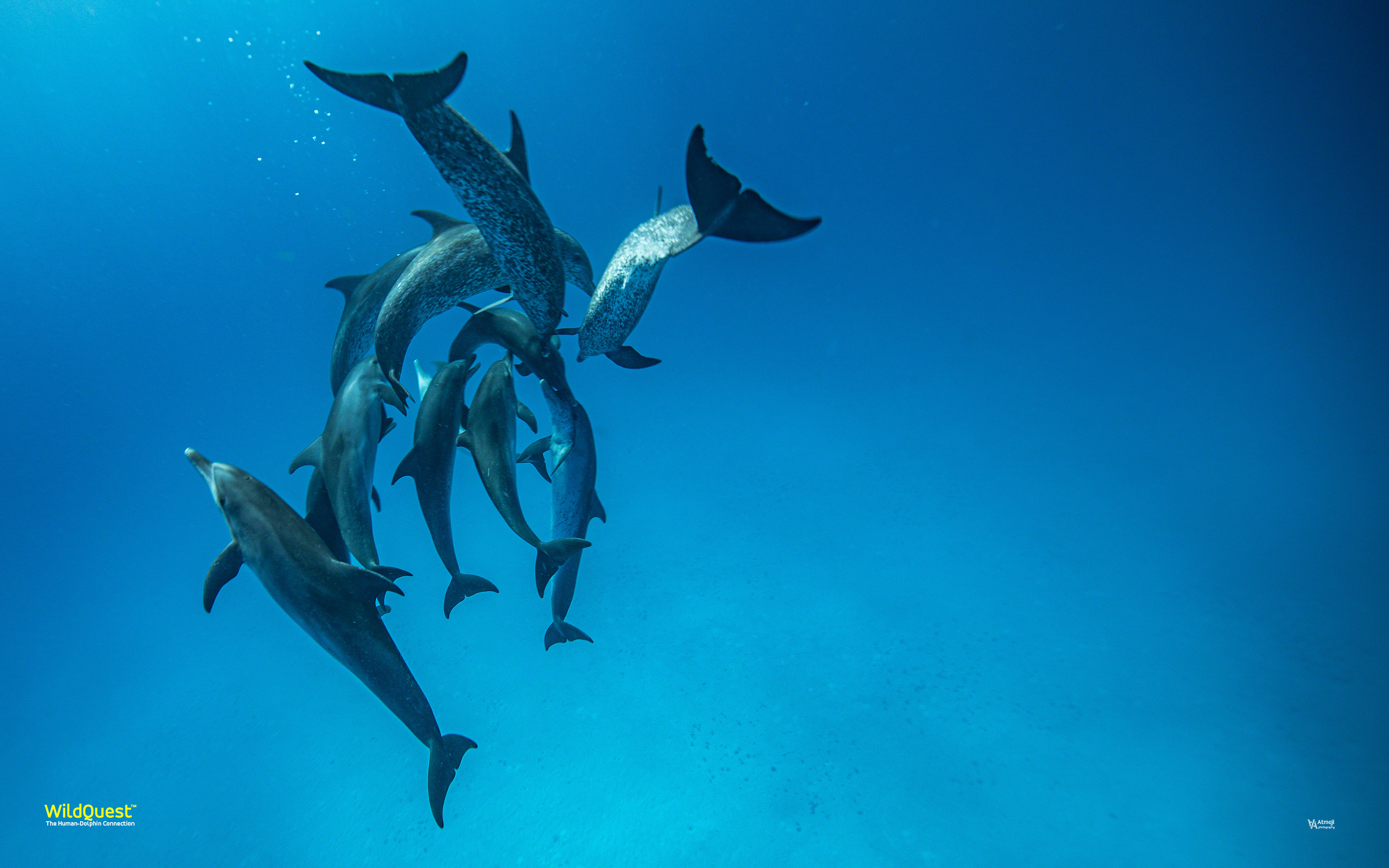 Dolphin Wallpaper. WildQuest. Wild Dolphin Swims Bahamas