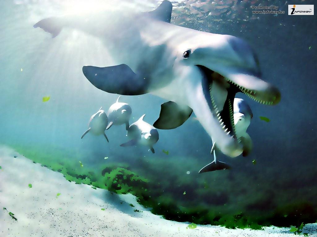 the best top desktop dolphin wallpaper HD dolphins wallpa