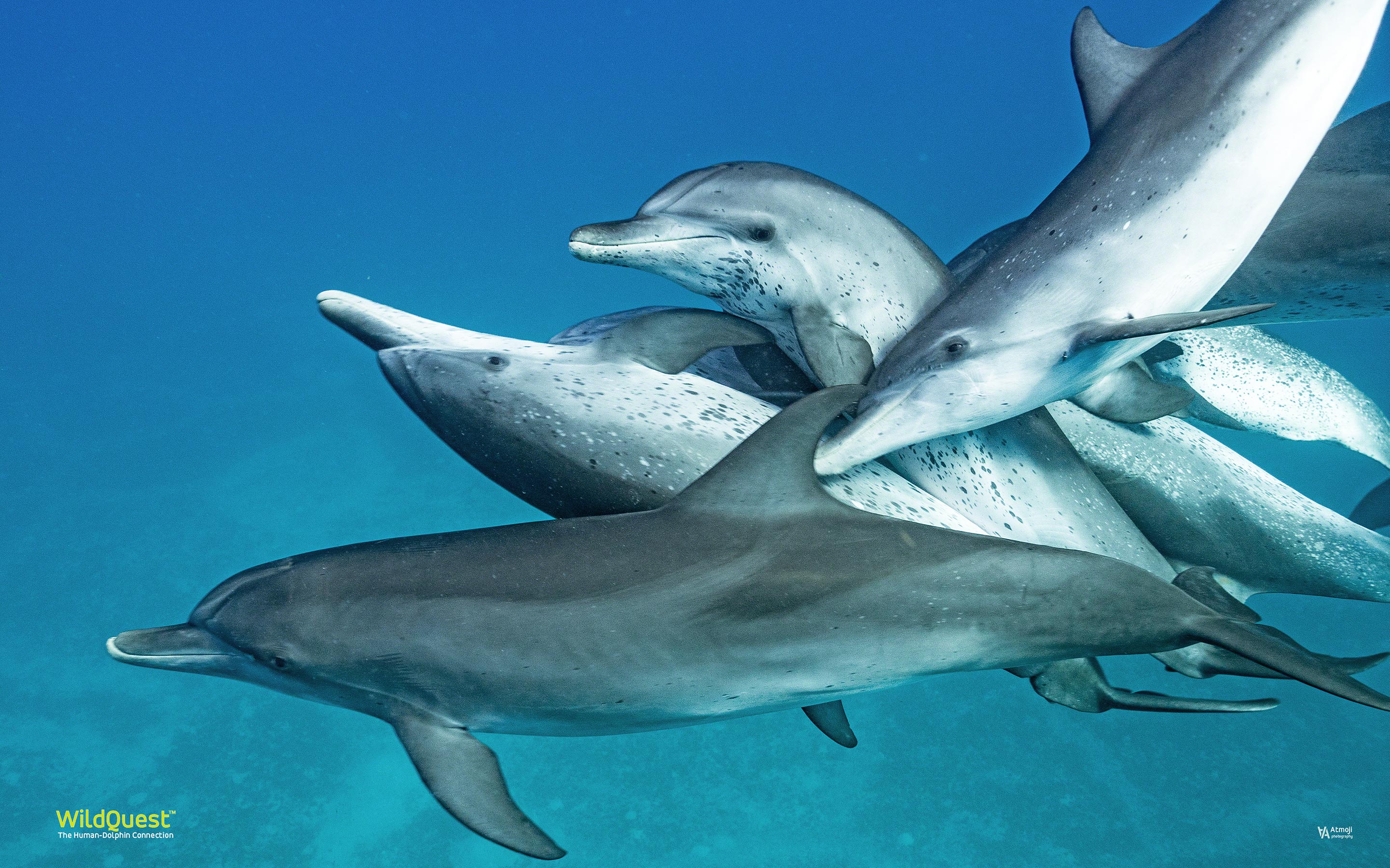 Dolphin Wallpaper. WildQuest. Wild Dolphin Swims Bahamas