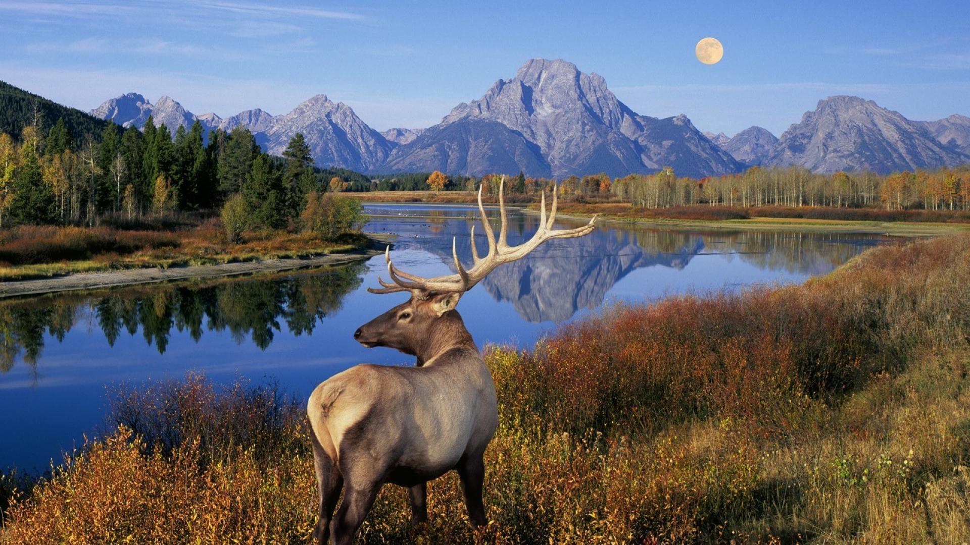 Mountains Landscapes Moon Wyoming Lakes Elk Wallpaper