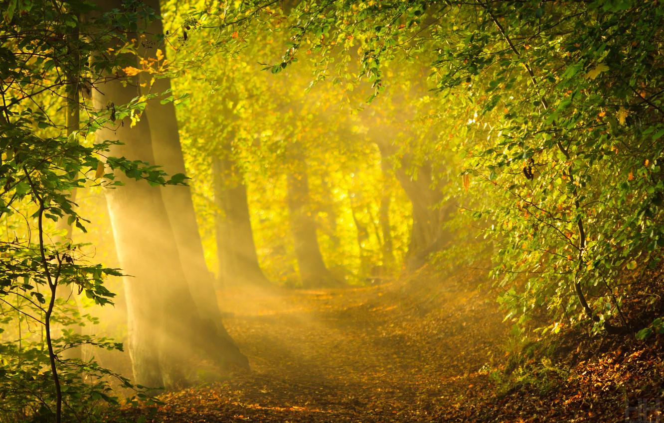 Wallpaper forest, the sun, rays, trees, nature, bright light, foliage, morning, forest, nature, sunrise, crepuscular rays, early autumn, Kingdom of Denmark image for desktop, section природа