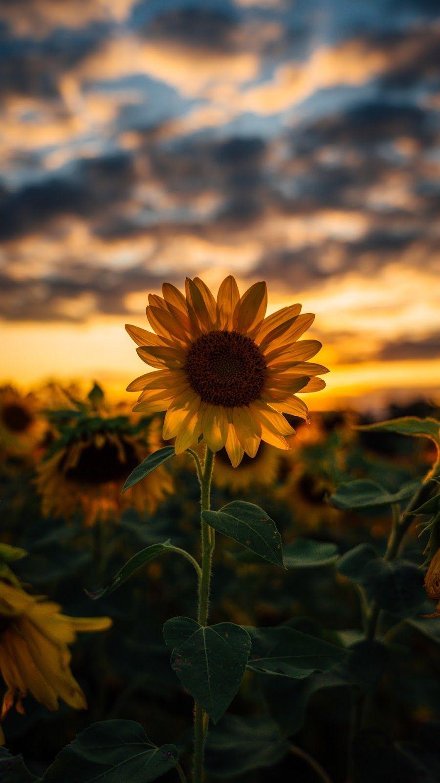 Sunflower wallpaper android #backgroundiphone en 2020. Fond d