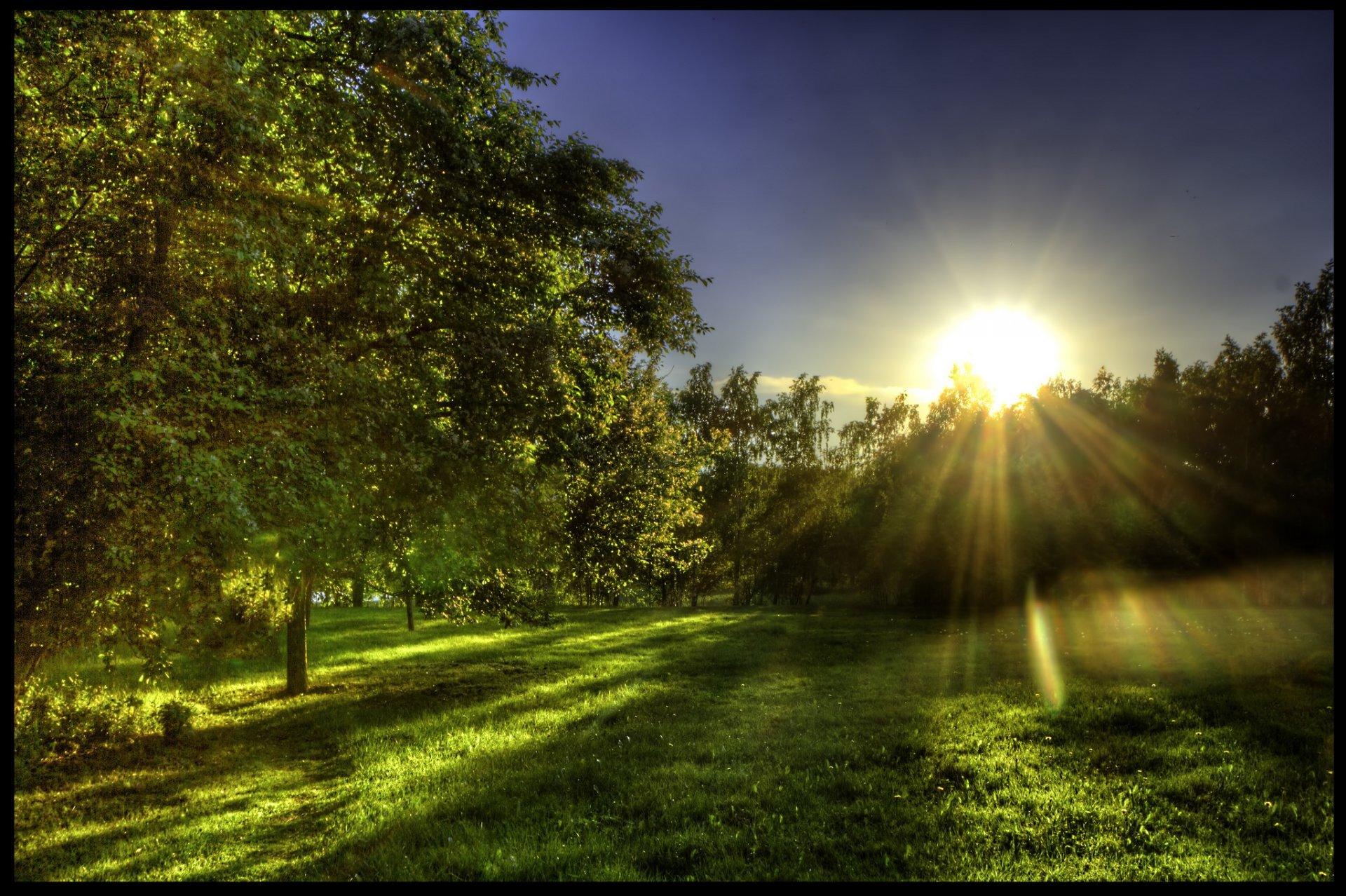 Grass Green Meadow Close Tree Trees Leaves Sun Rays Morning