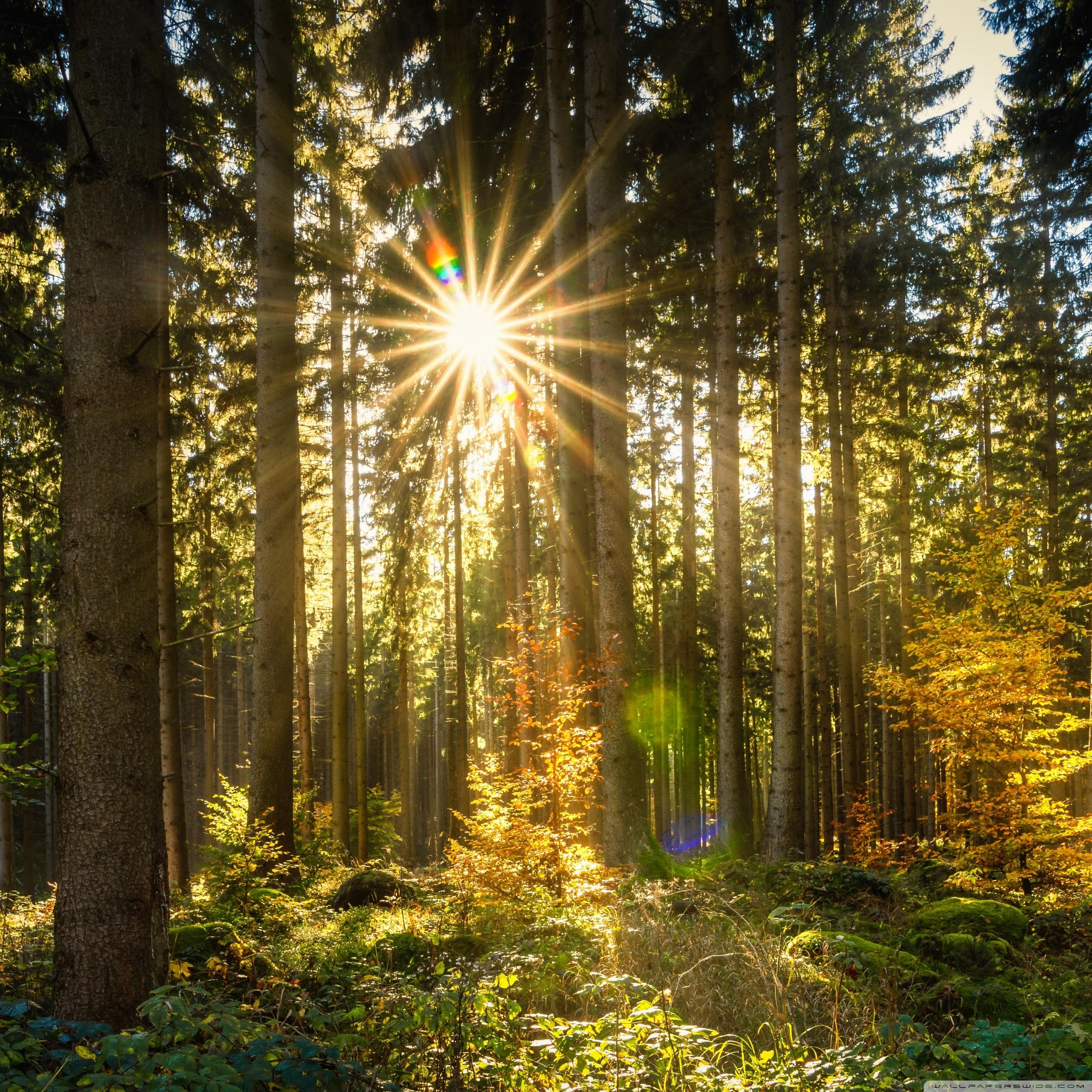 лучи солнца в лесу фото