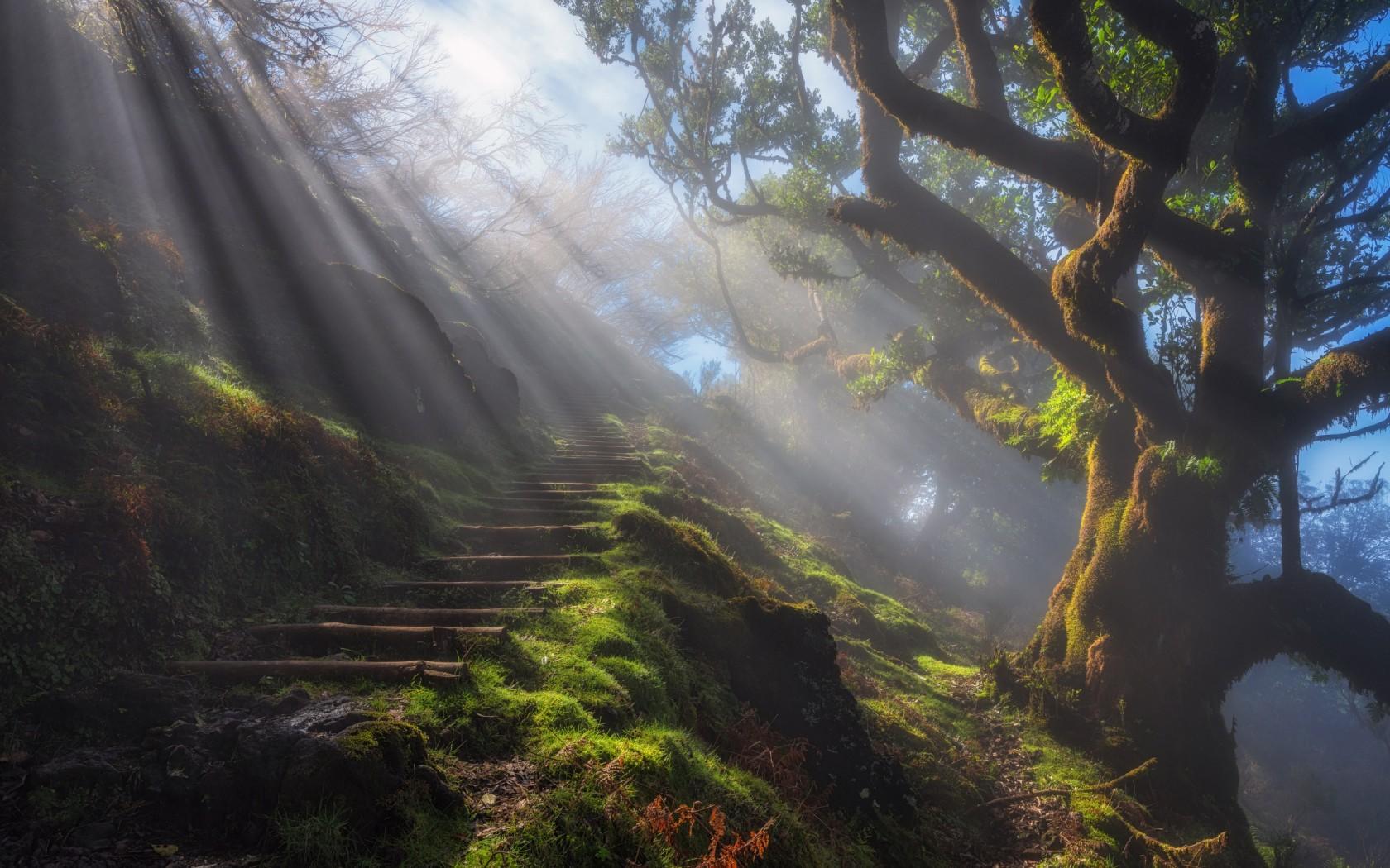 Wallpaper Sun rays, Grass, Tree, Natural staircase, HD, Nature