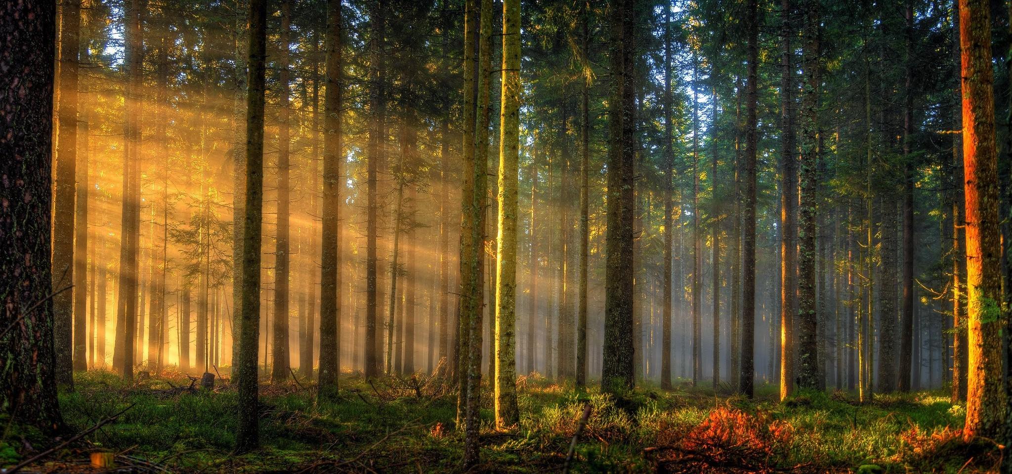 nature, Landscape, Sunrise, Forest, Sun Rays, Germany, Trees, Mist