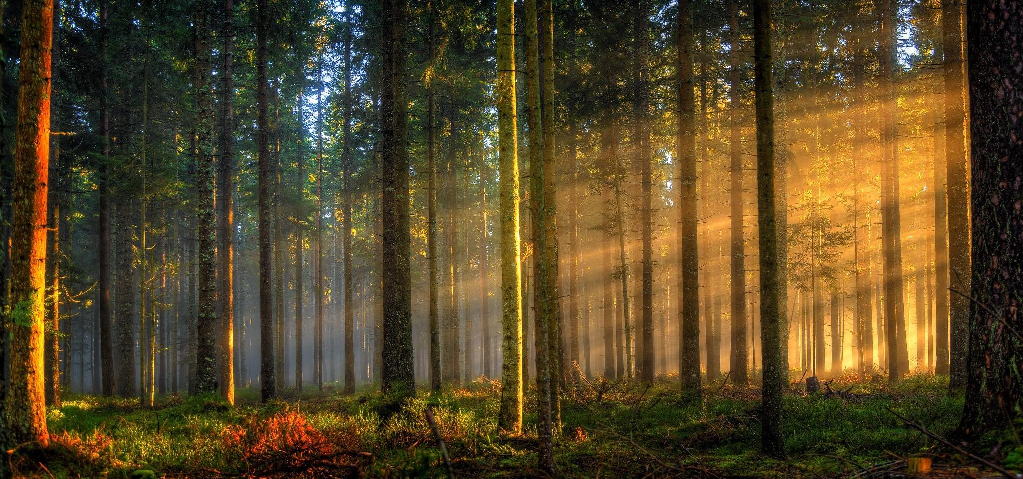 #forest, #trees, #landscape, #sunlight, #Germany, #grass