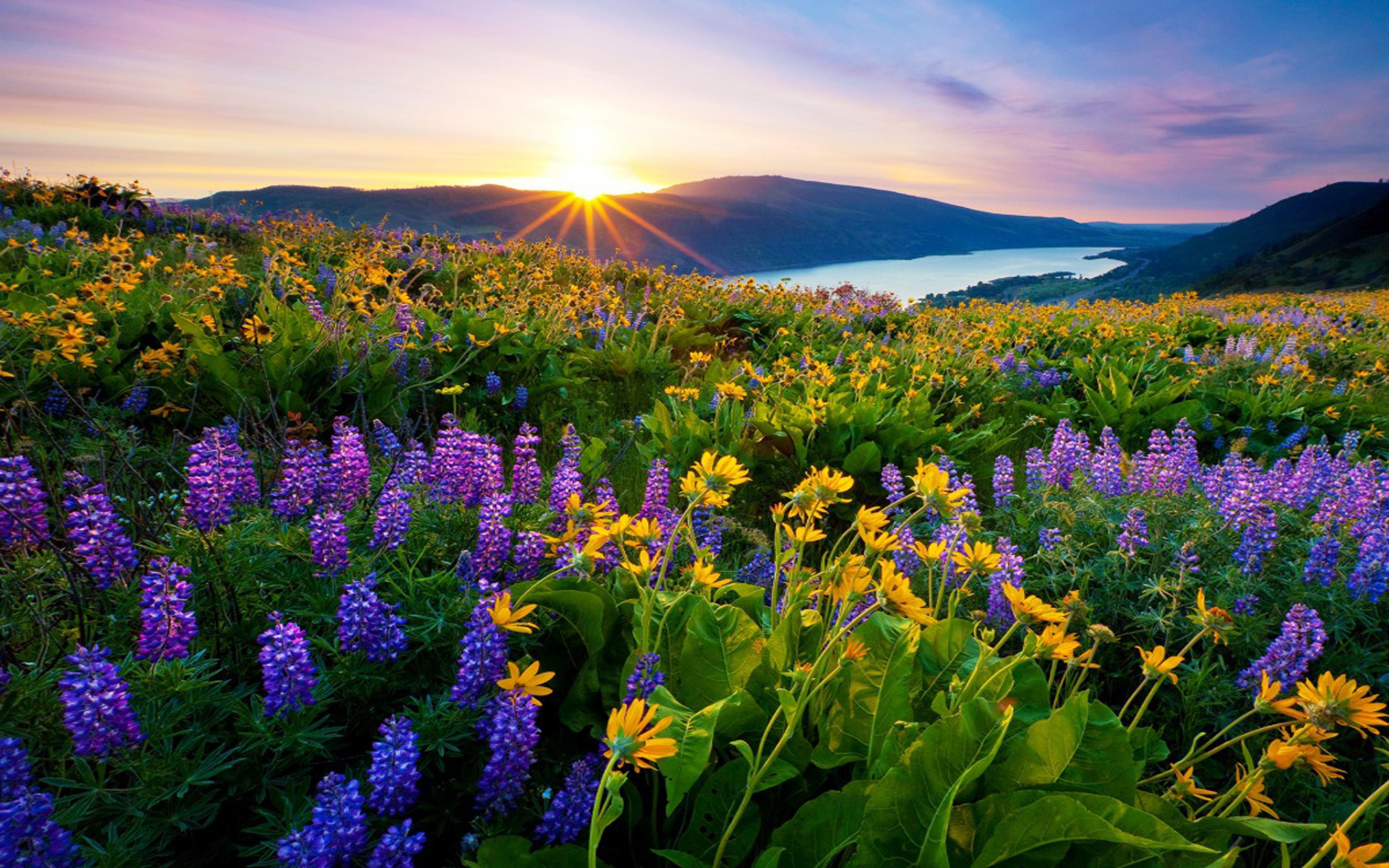 Прекрасное утро природа. Цветы на лугу. Красивый луг. Цветы в горах. Поляна цветов.