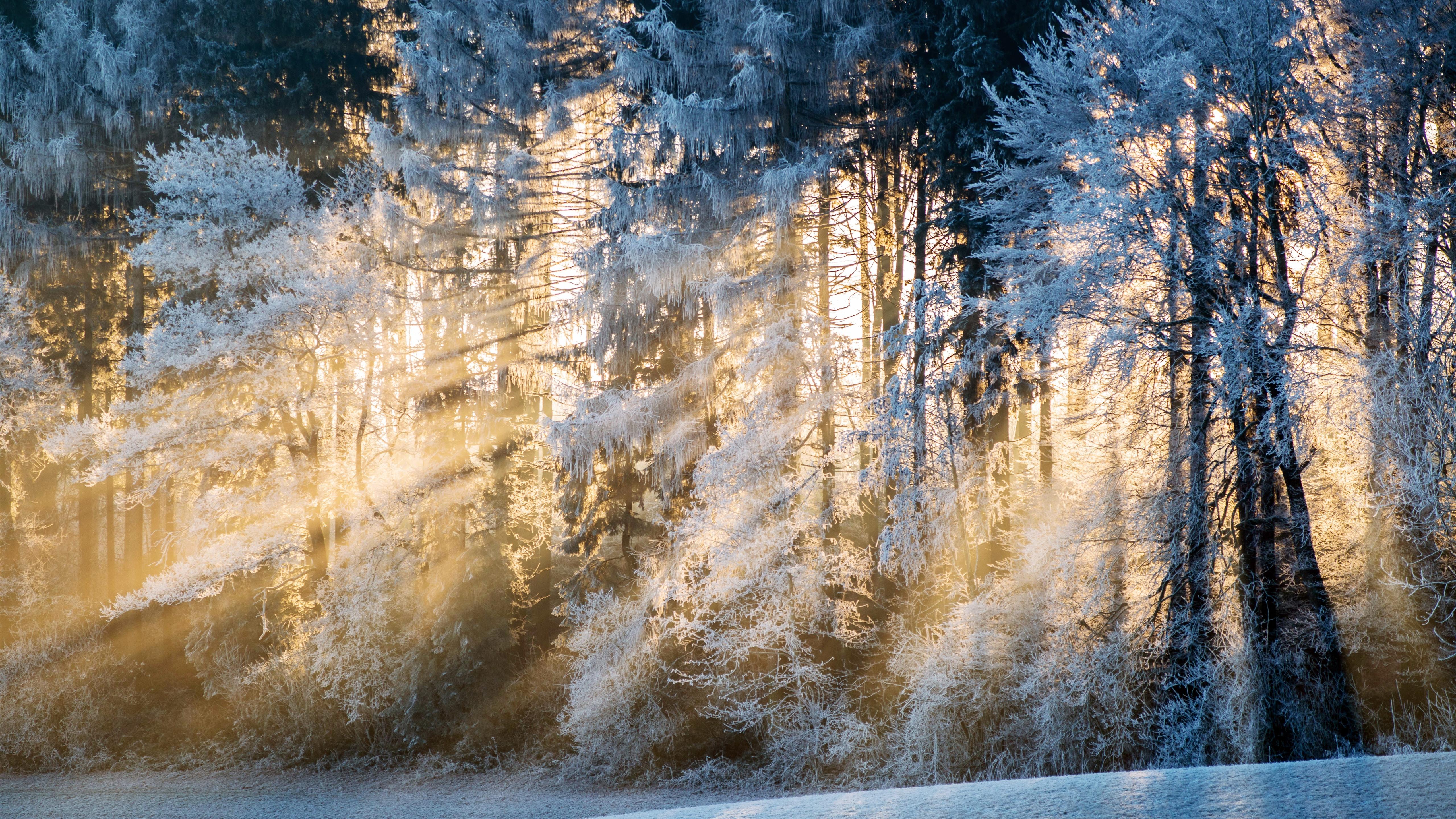 Wallpaper Winter, trees, snow, sun rays, morning 5120x2880 UHD 5K