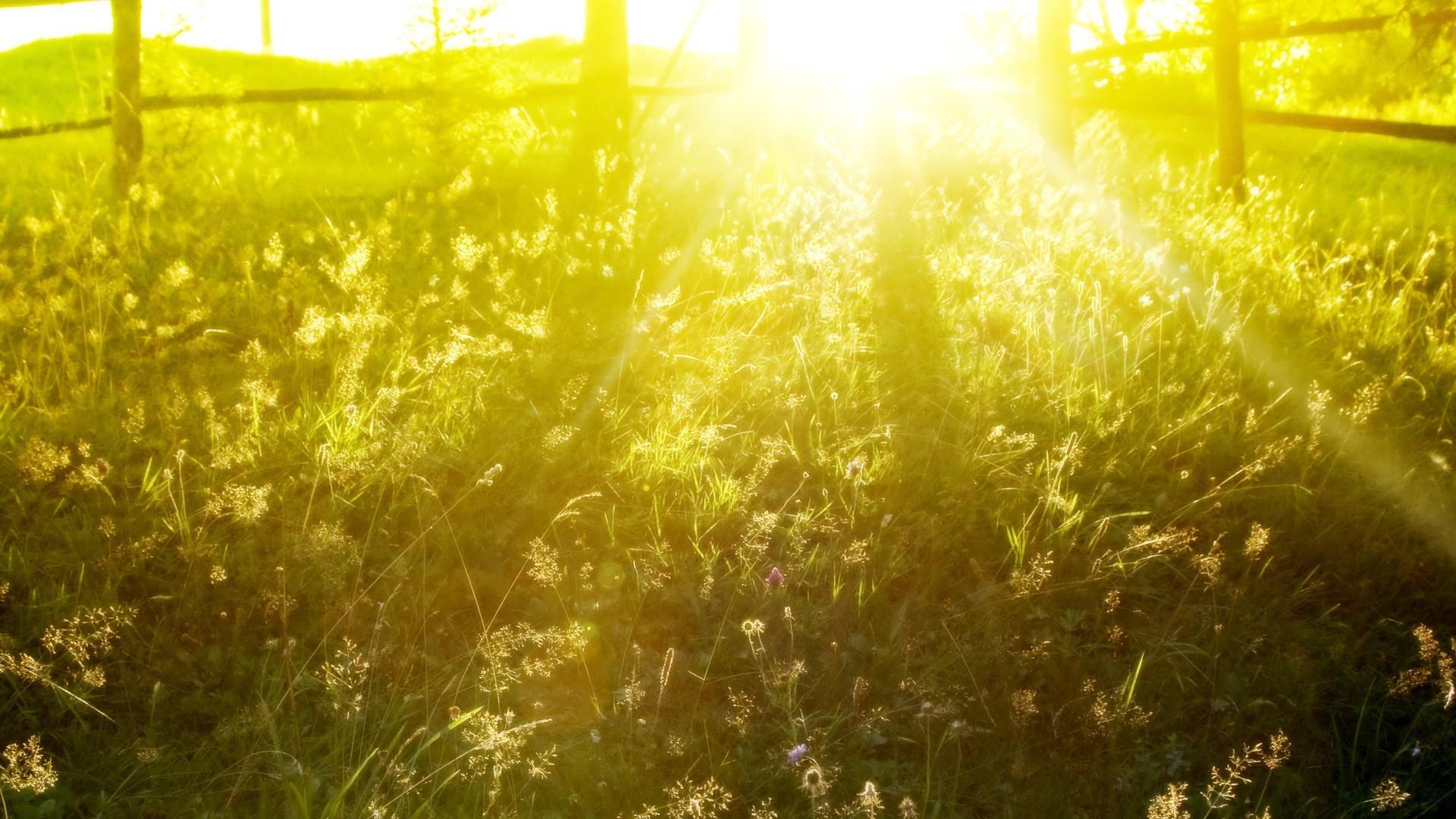 The rays of the morning sun illuminates the meadow
