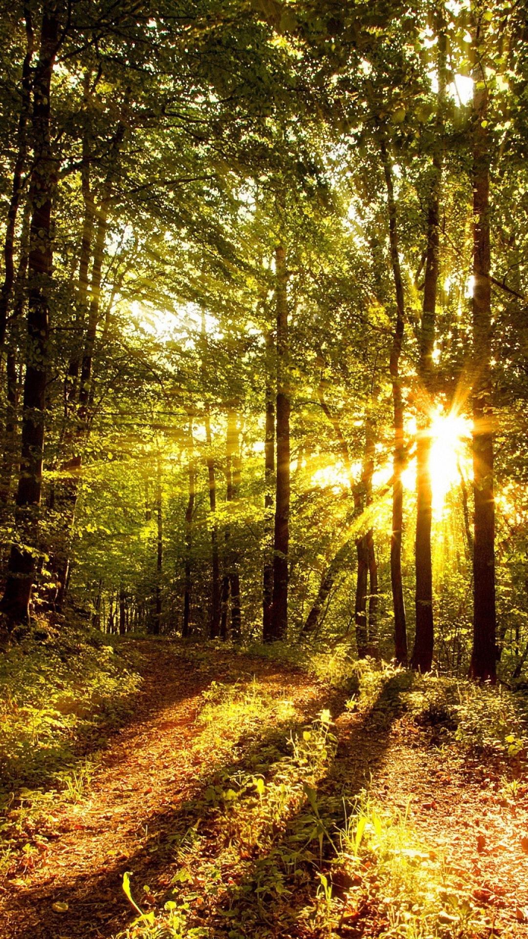 Hd Sun Morning Light Wood Tree Galaxy S4 S5 Wallpaper