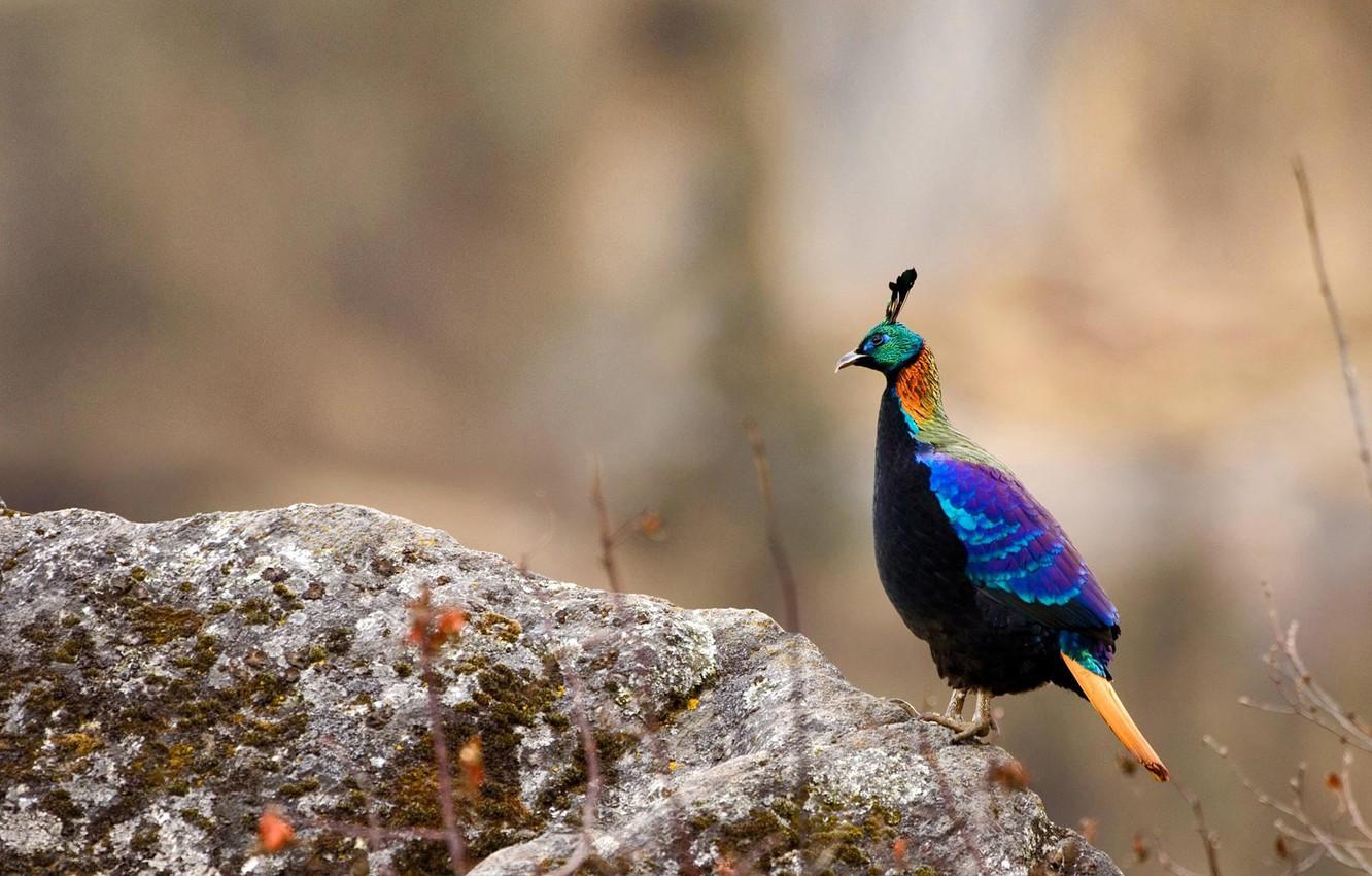 Wallpaper bird, pheasant, Nepal, Sagarmatha national Park