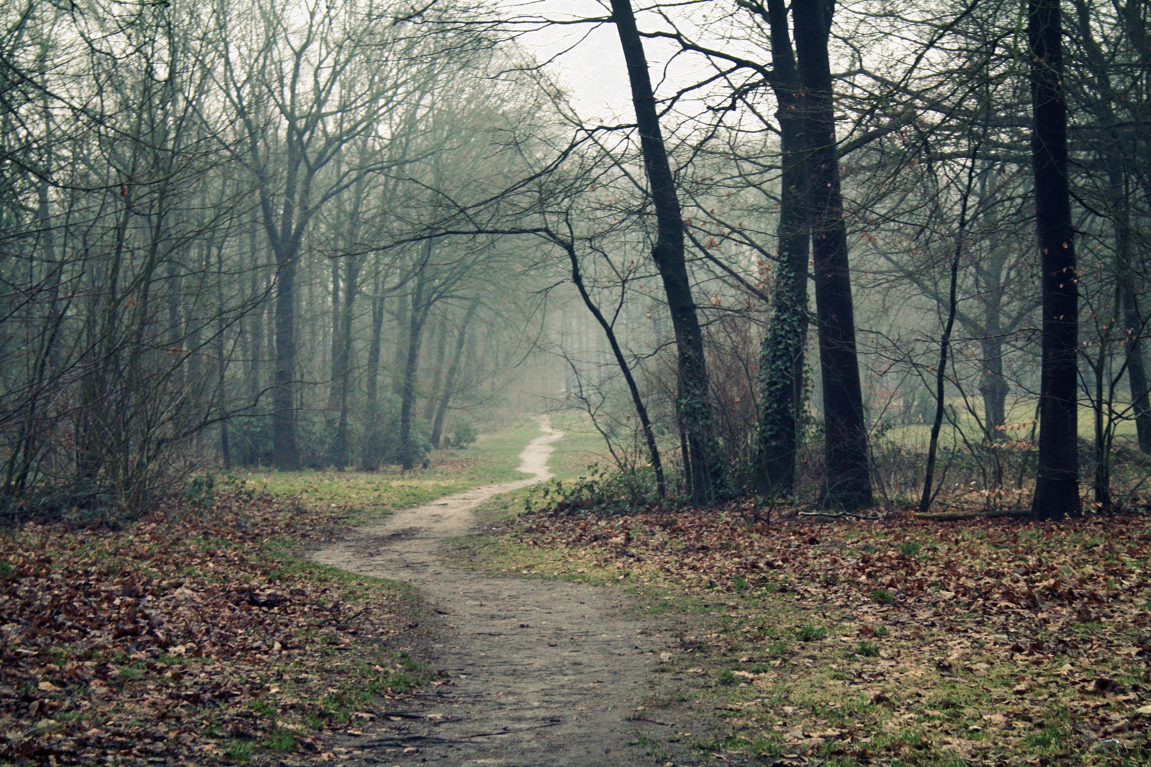 Forest road on a cloudy day