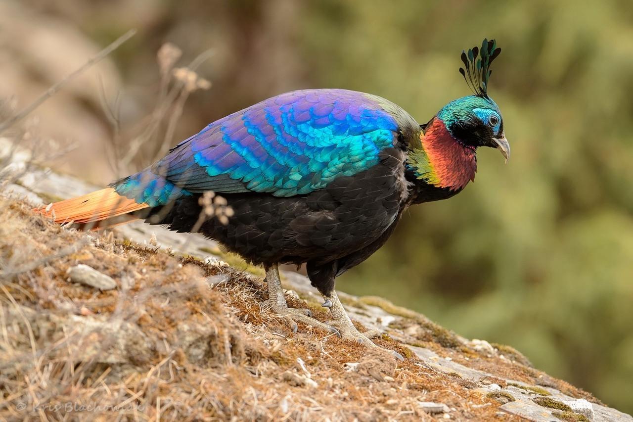 Himalayan Monal Wallpapers - Wallpaper Cave