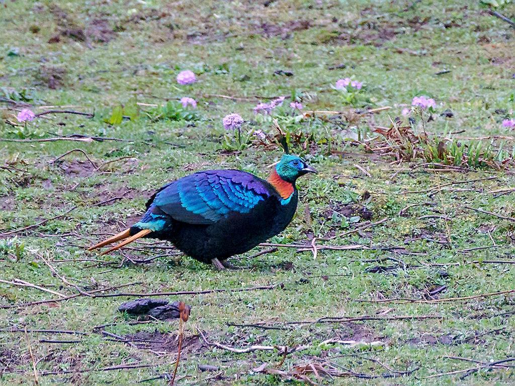 Himalayan Monal (Lophophorus impejanus) Male bird foraging