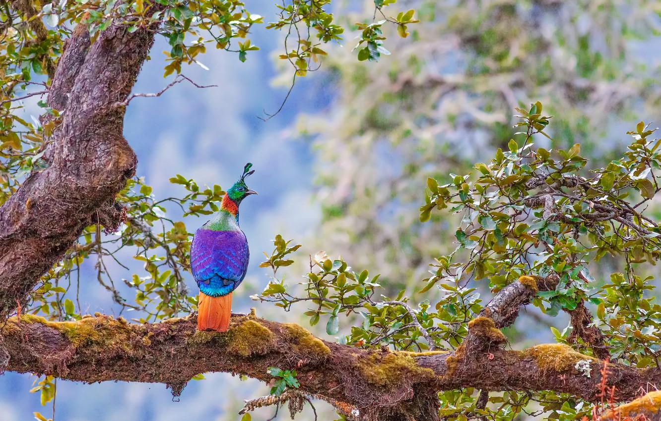 Wallpaper tree, bird, Himalayan monal image for desktop, section