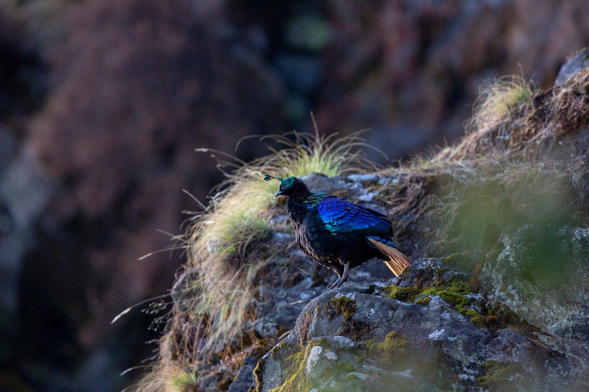 lenstrails a Twitter: Himalayan Monal riot of colours